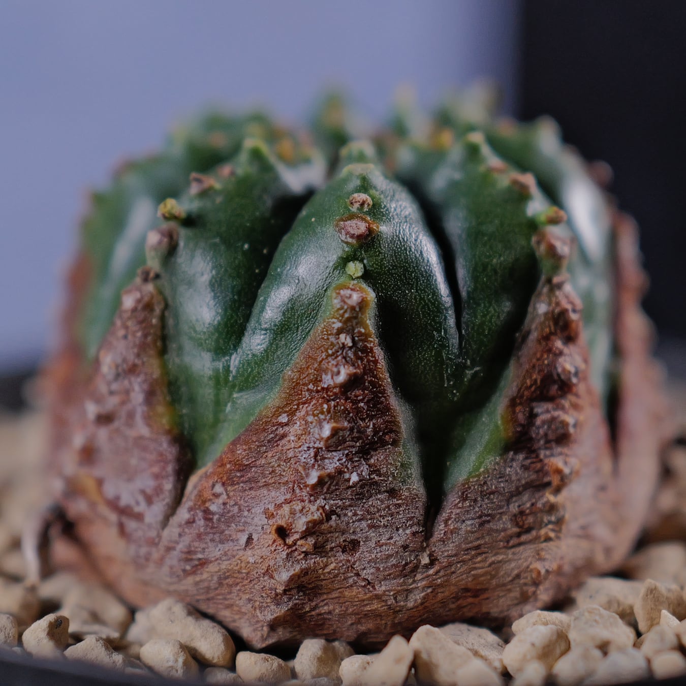 超扁平 仔吹き モンスト 捻じれ マイクロ オベサ / ユーフォルビア