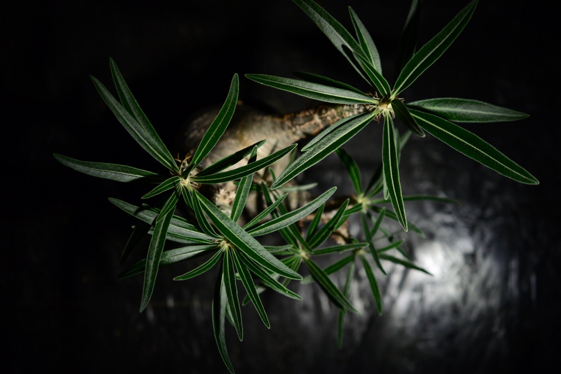 パキポディウム グラキリス 現地球〈象牙宮〉 | N collect plants