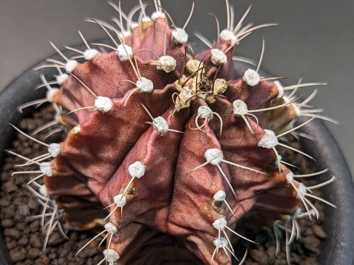 EMP ギムノカリキウム 怪竜丸 錦 実生 / CT88 EMP ギムノカリキウム 怪竜丸 錦 実生 特選 / CT88 Gymnocalycium