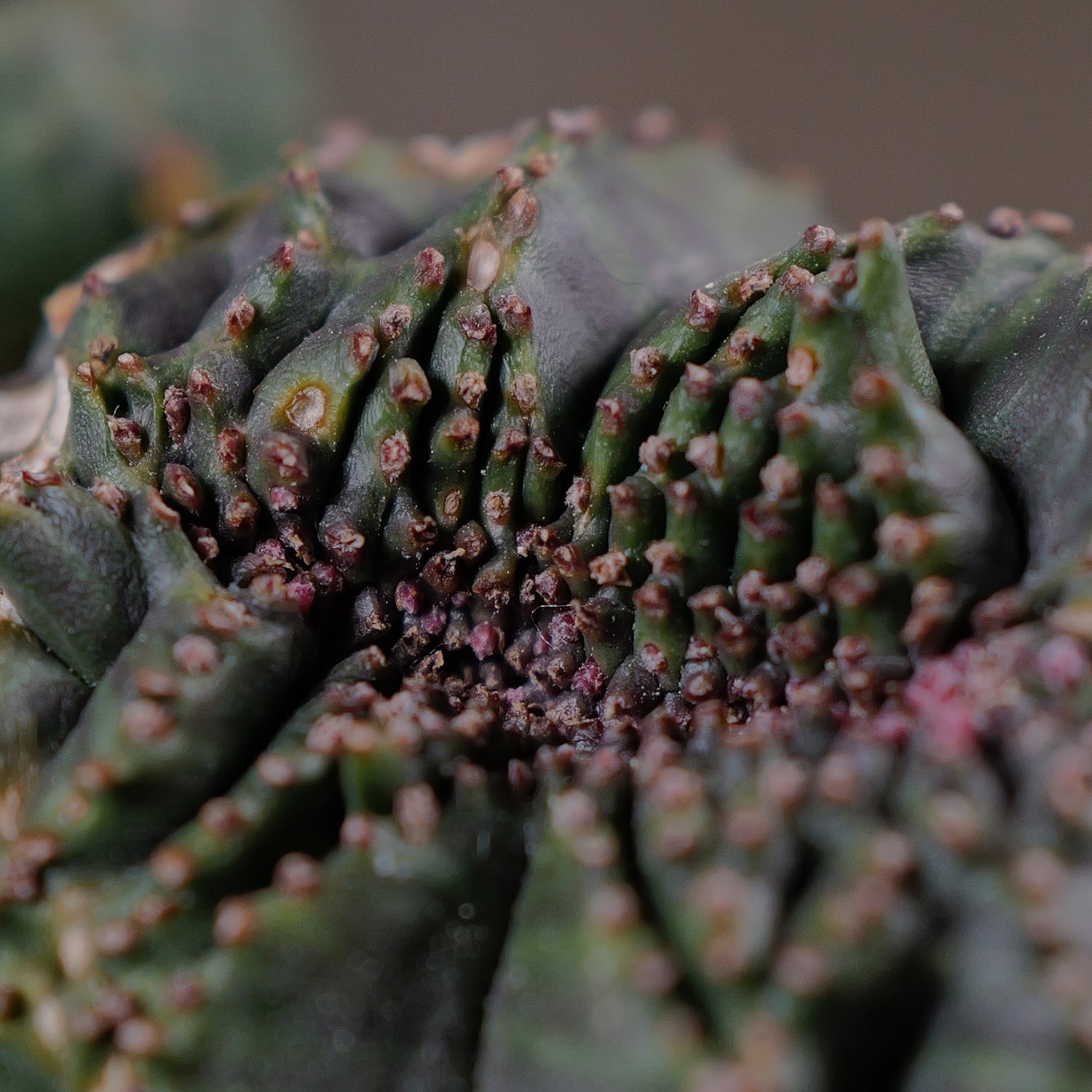 超厳選株】大株 最大幅約9.8cm 仔吹き 円扇綴化 オベサ