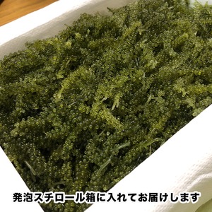 プチプチ食感が自慢の新鮮！海ぶどう500g