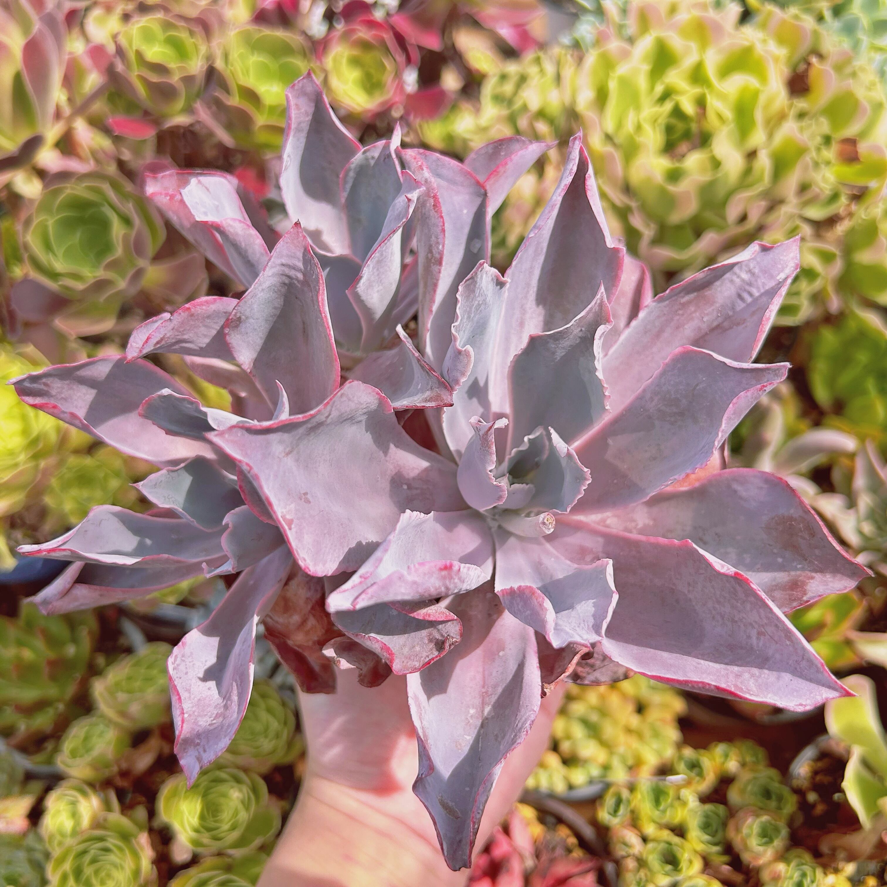 056現物 多肉植物 アフターグロー 特大 抜き苗 | るる農園~多肉 056現物 多肉植物 アフターグロー 特大 抜き苗 | るる農園~多肉