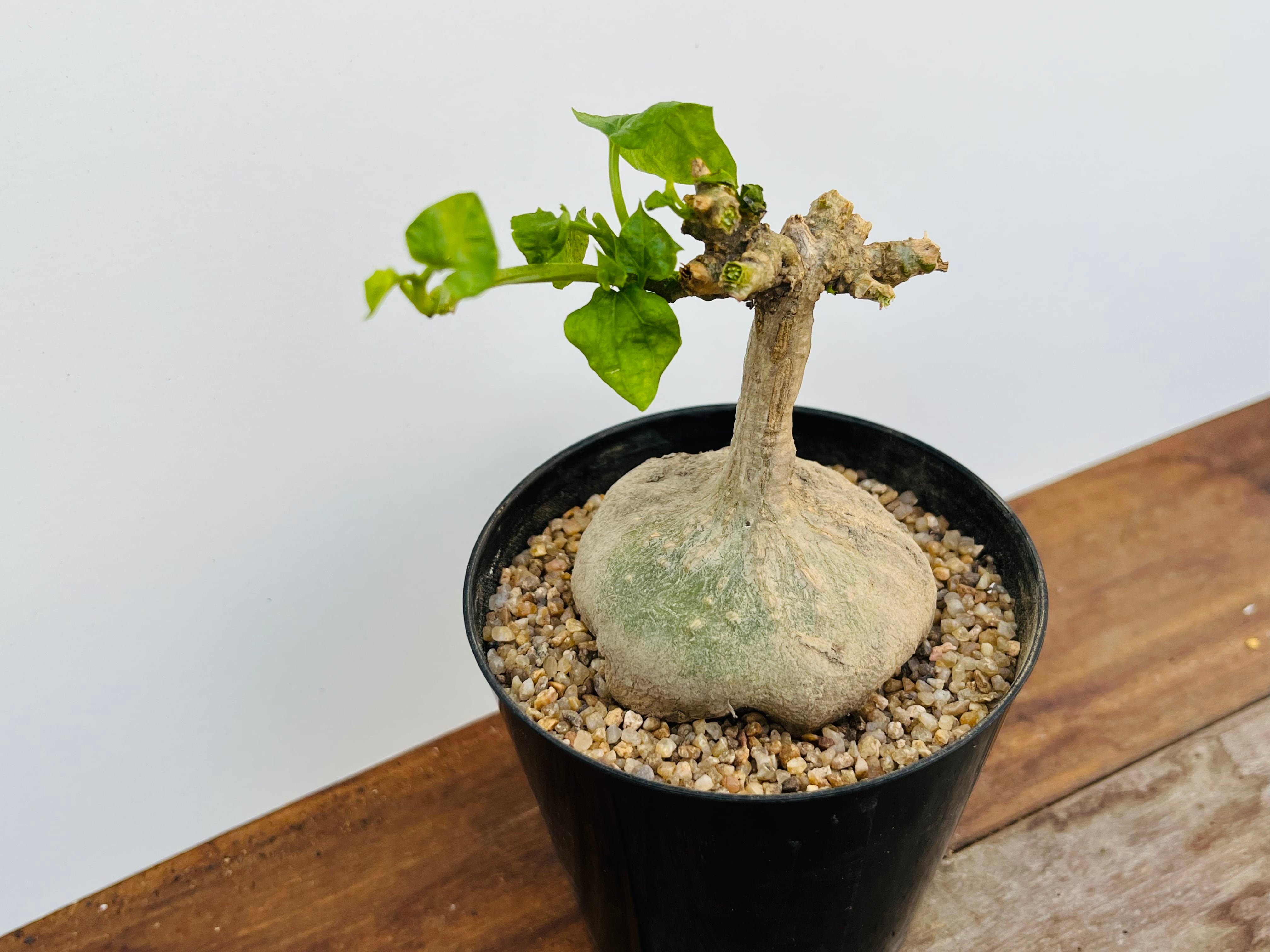 Gerrardanthus Macrorhizus ゲラルダンサス マクロリザス 多肉植物