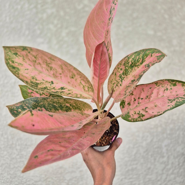 《Aglaonema Pink Banana 》アグラオネマ ピンク　バナナ　観葉植物 ／ポット発送