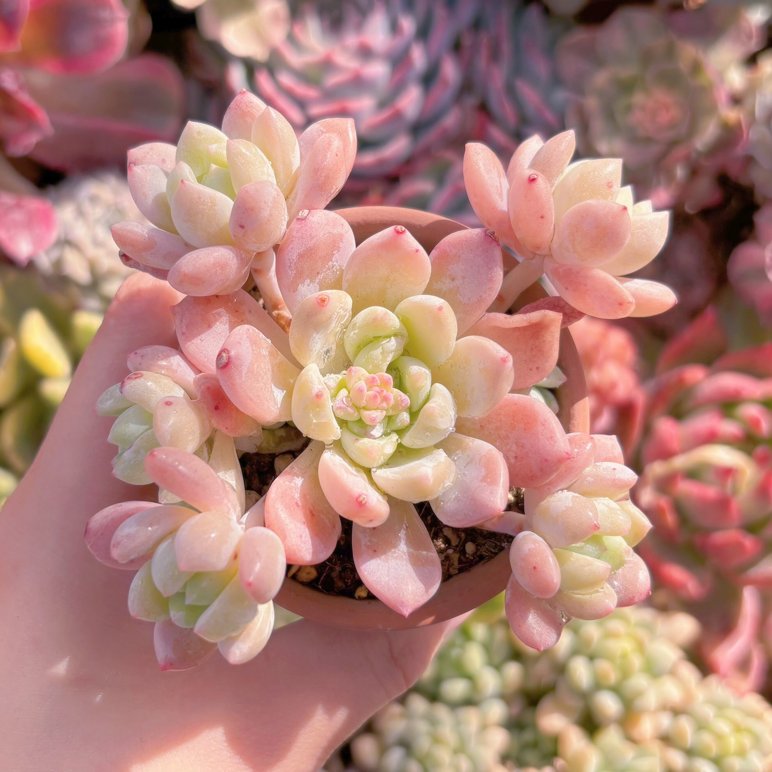 現品　千本桜#581　群生　るる農園