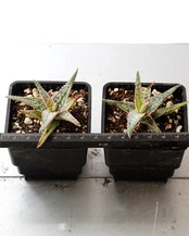 抜き苗 アロエ ドニー Aloe 'Donnie'
