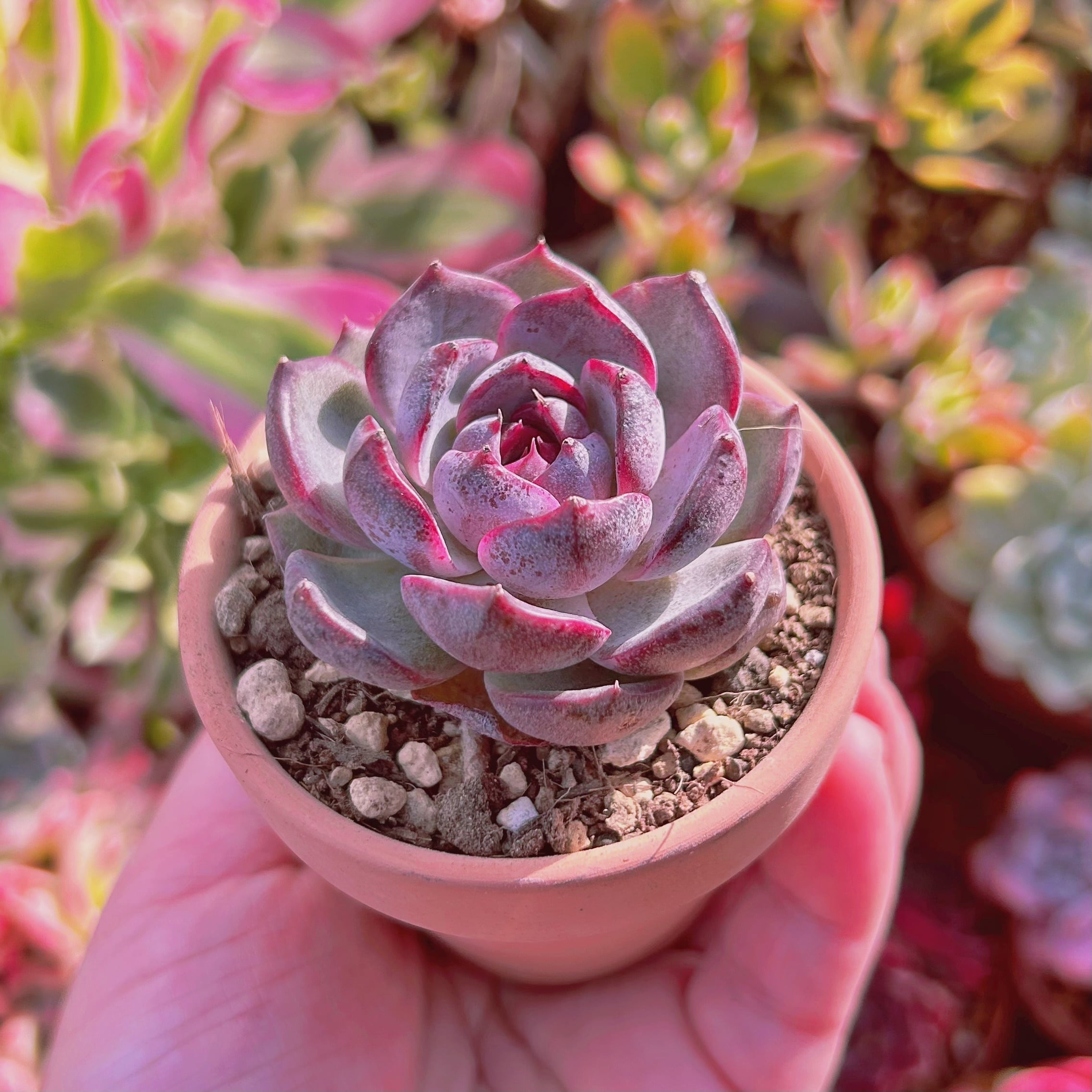 【多肉植物】Echeveria 35品種セット(被り無し)② 多肉植物】Echeveria 35品種セット(被り無し)② 多肉植物】Echeveria