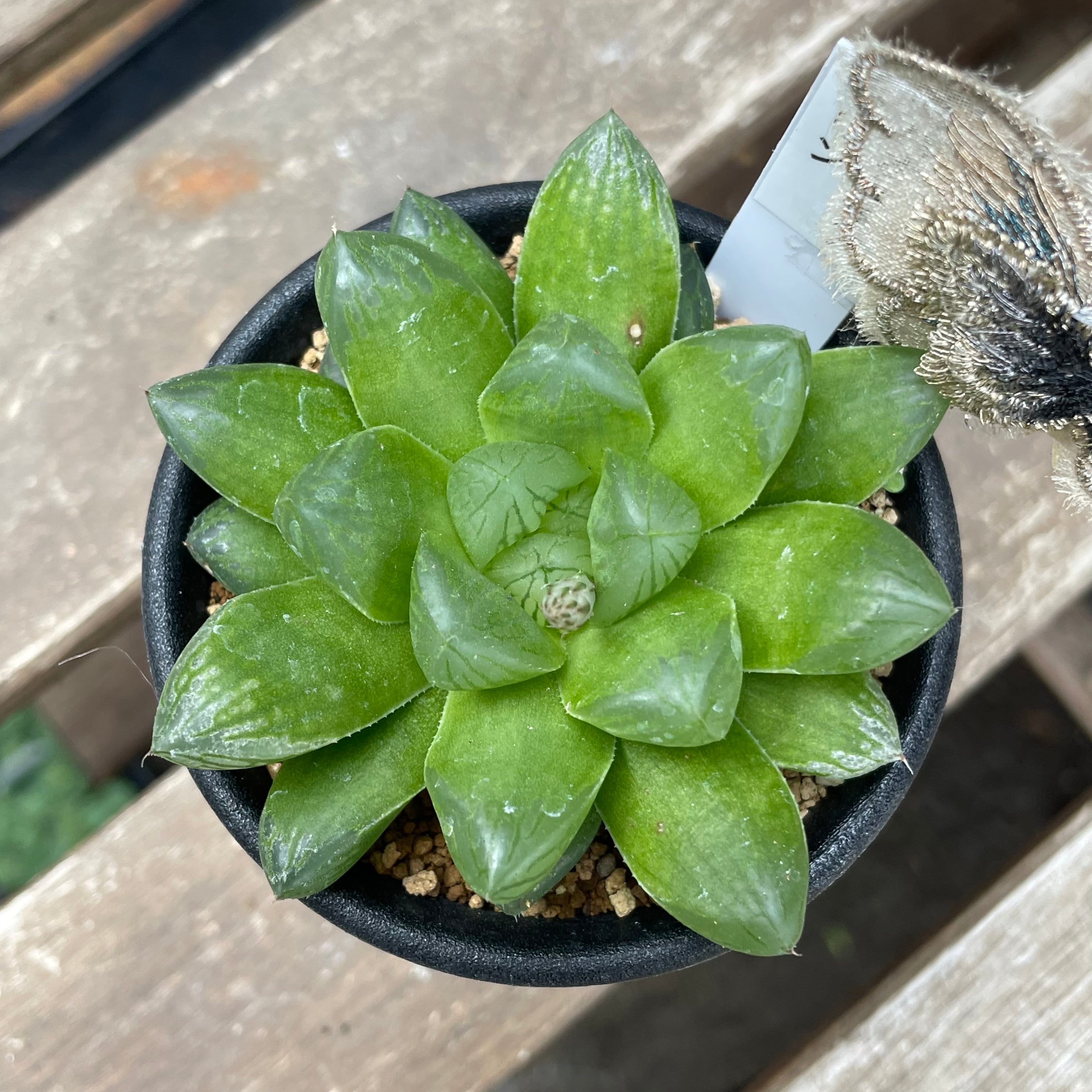 多肉植物，アガベ シーザー 厳選極上棘極美子株！台湾からの輸入