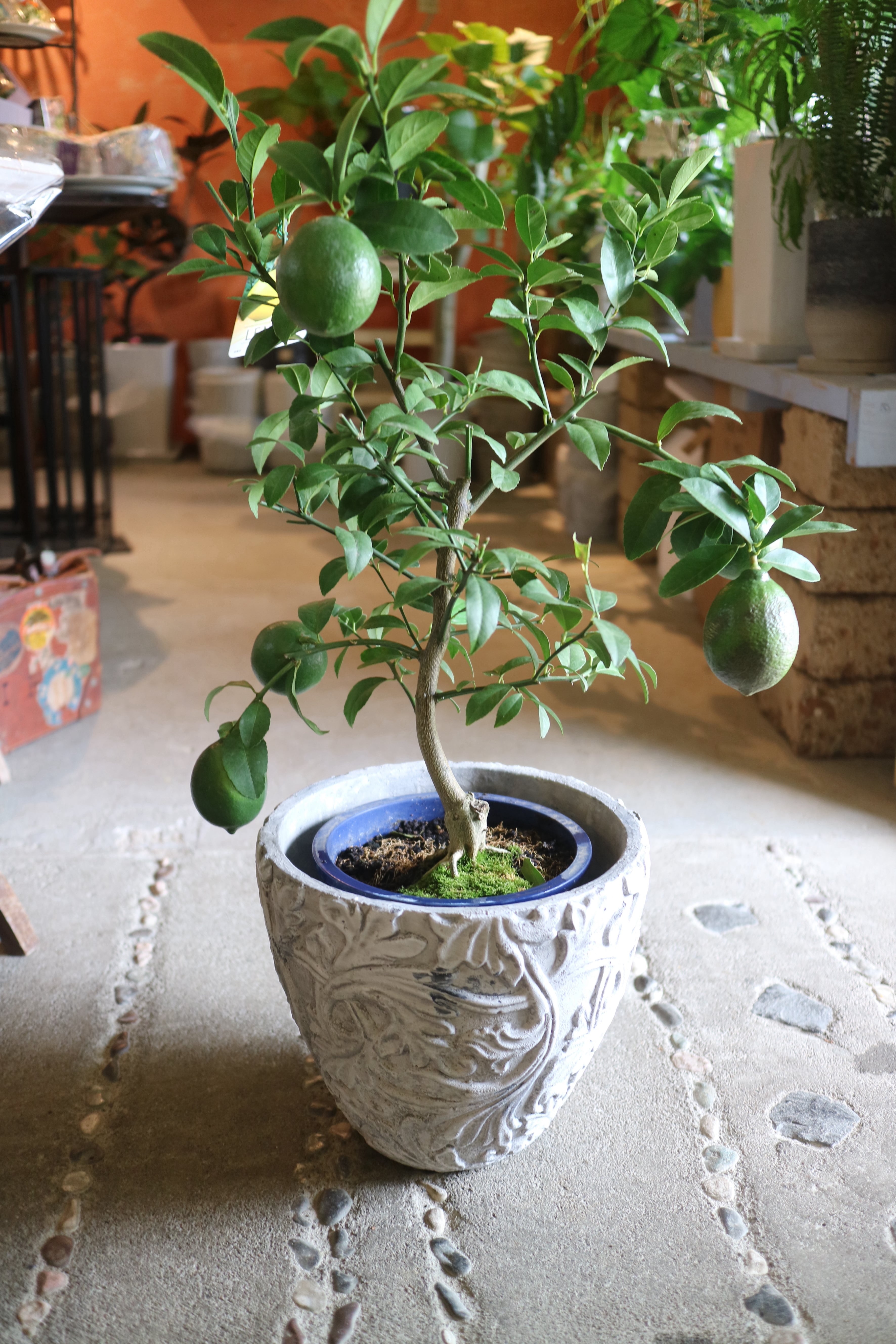 【ミラクルフルーツ　8号】　実付　鉢下約110ｃｍ ① 人気・銀葉ピクアル（オリーブの木）〈自家受粉〉｜約110cm