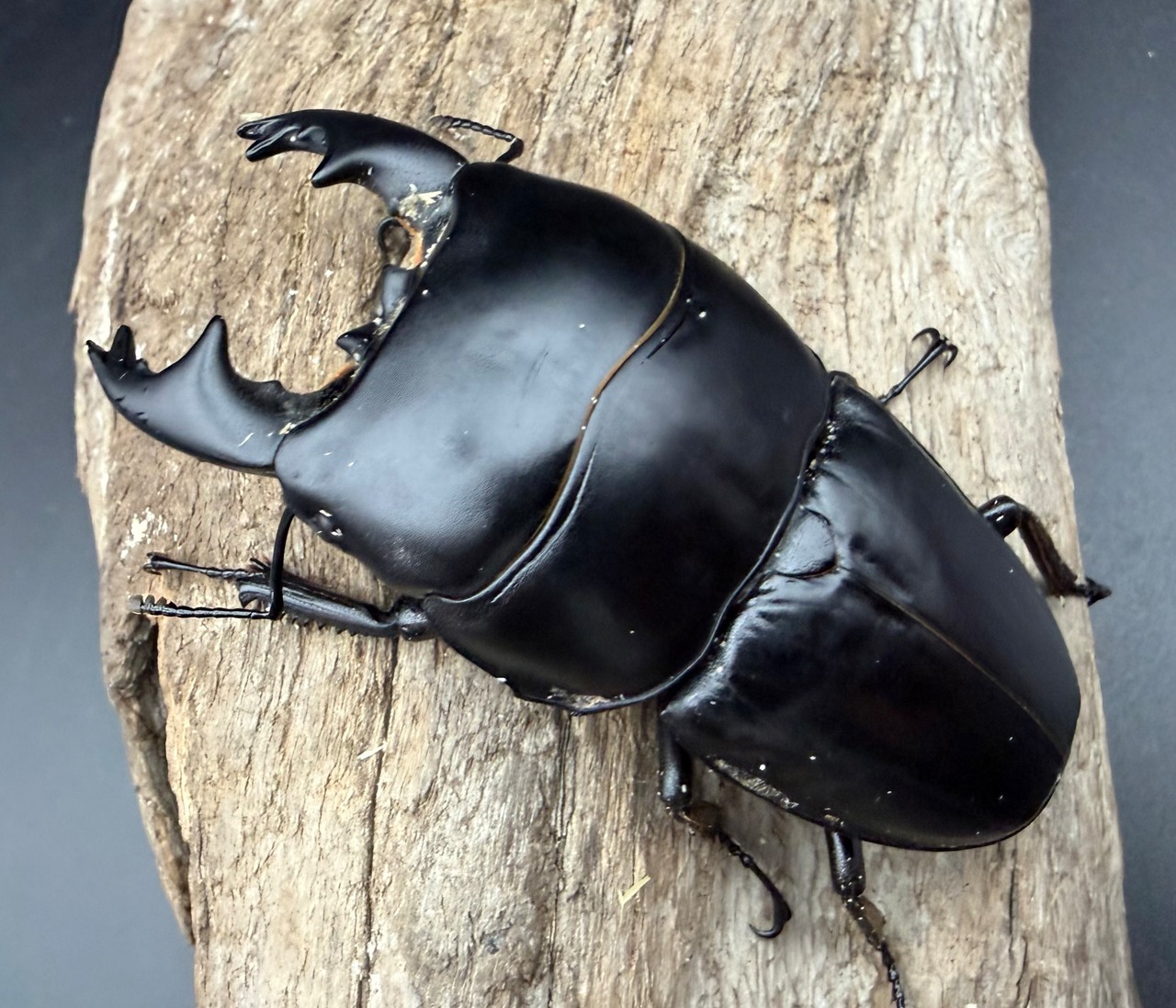 【WD】《アルキデスヒラタ ベンク－ル産 84.5mm（胸幅36.3mm） ペア》