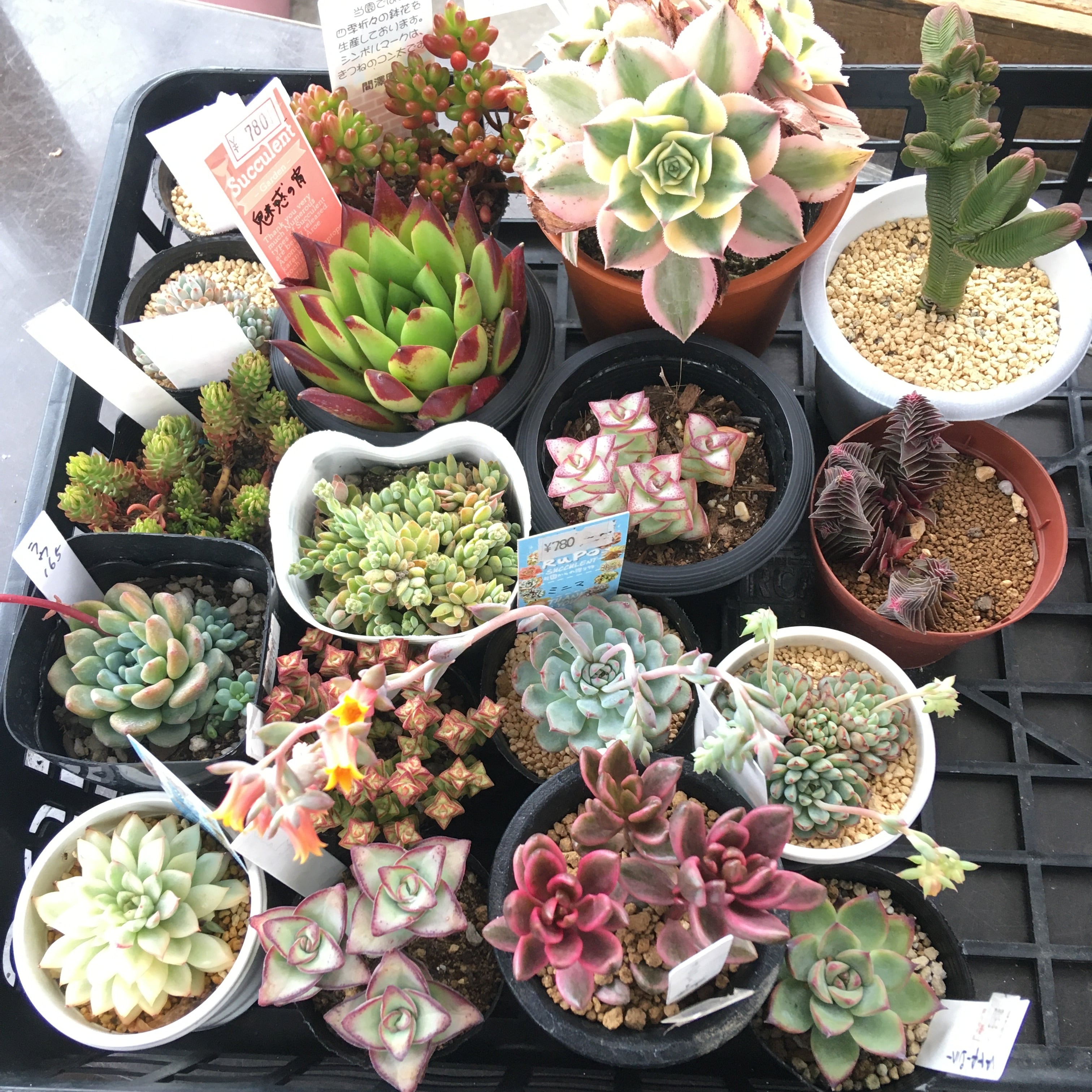 五十鈴玉 | RuPo 多肉植物専門店