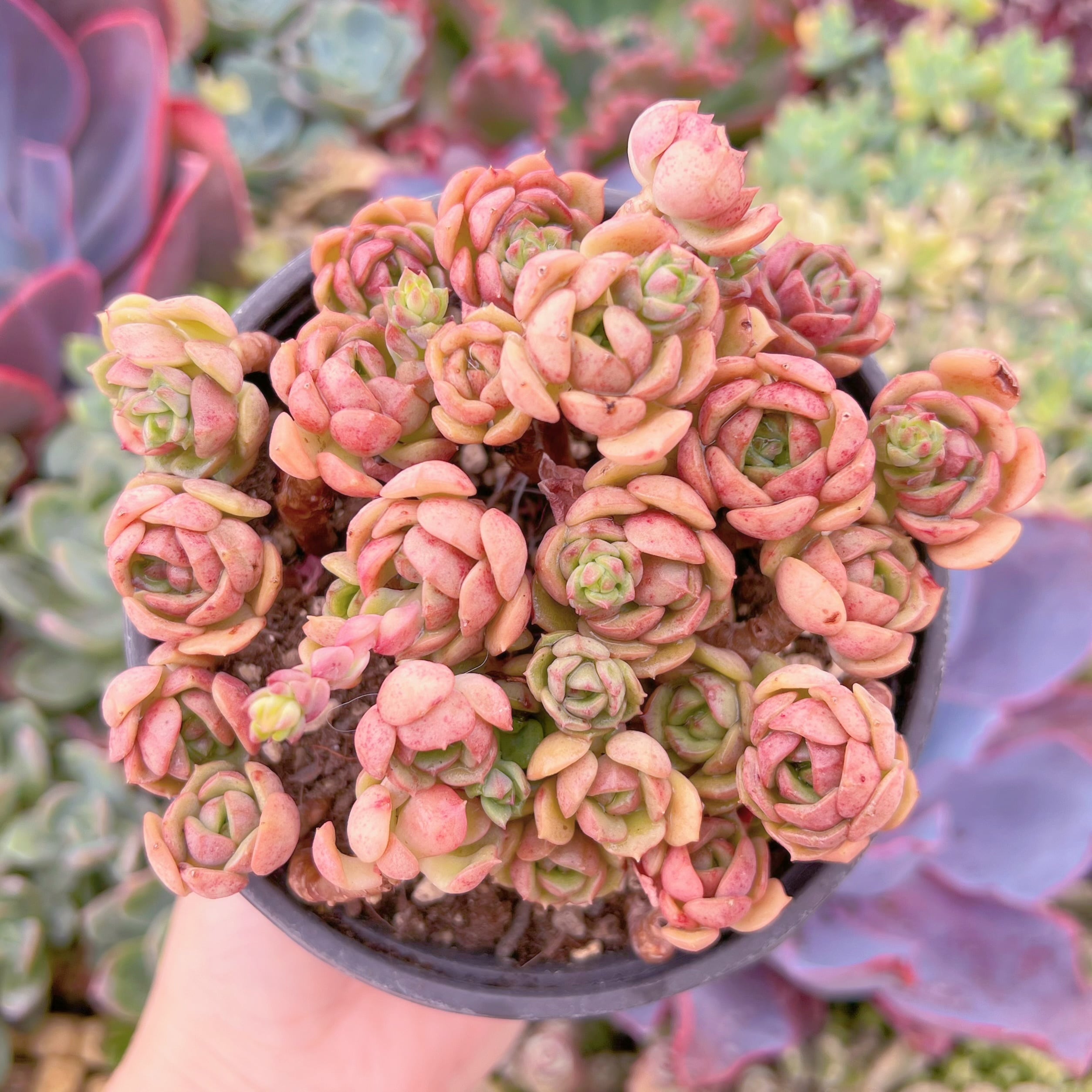 現品　Echeveria 'Victor'#M158　るる農園