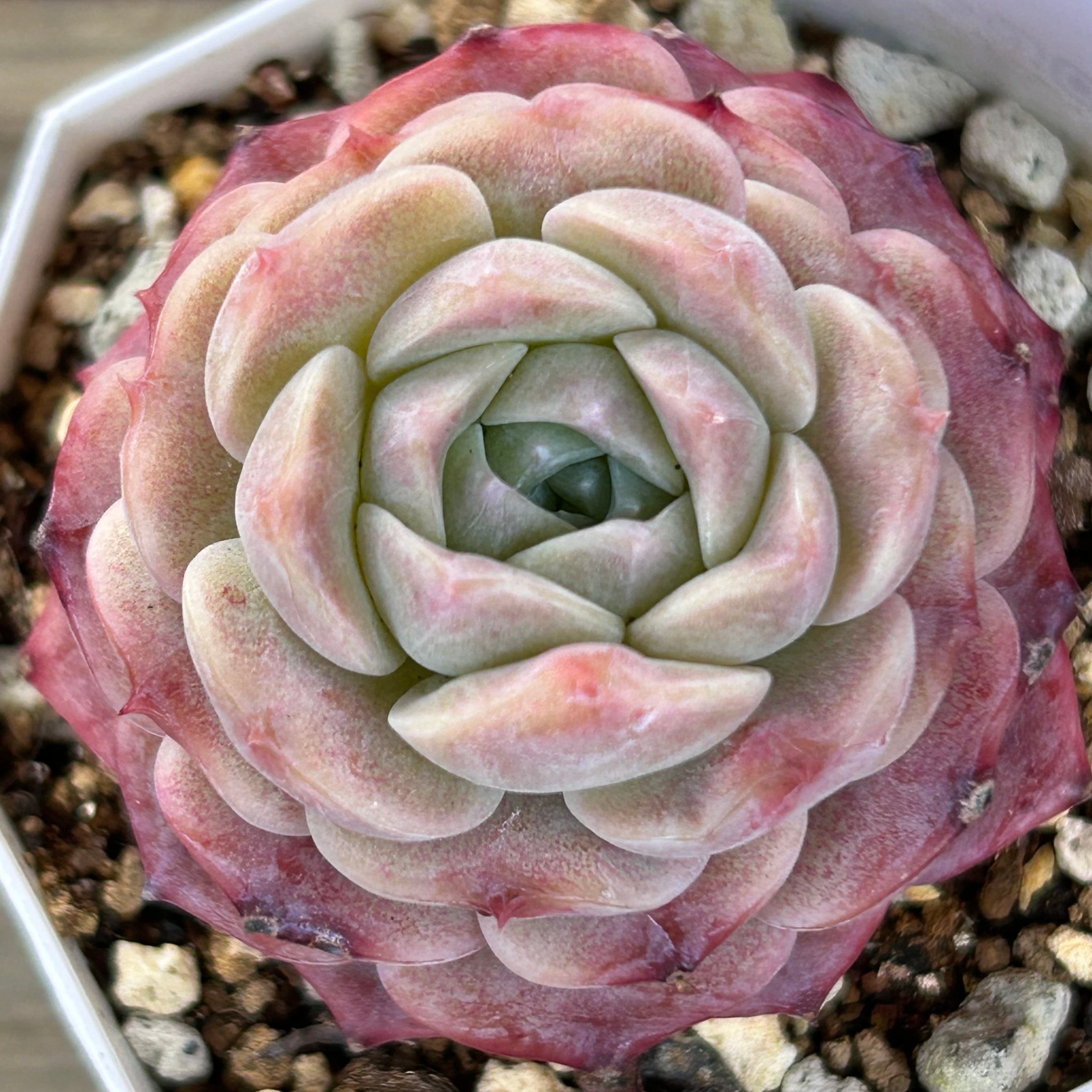 ピュアラブ | RuPo 多肉植物専門店