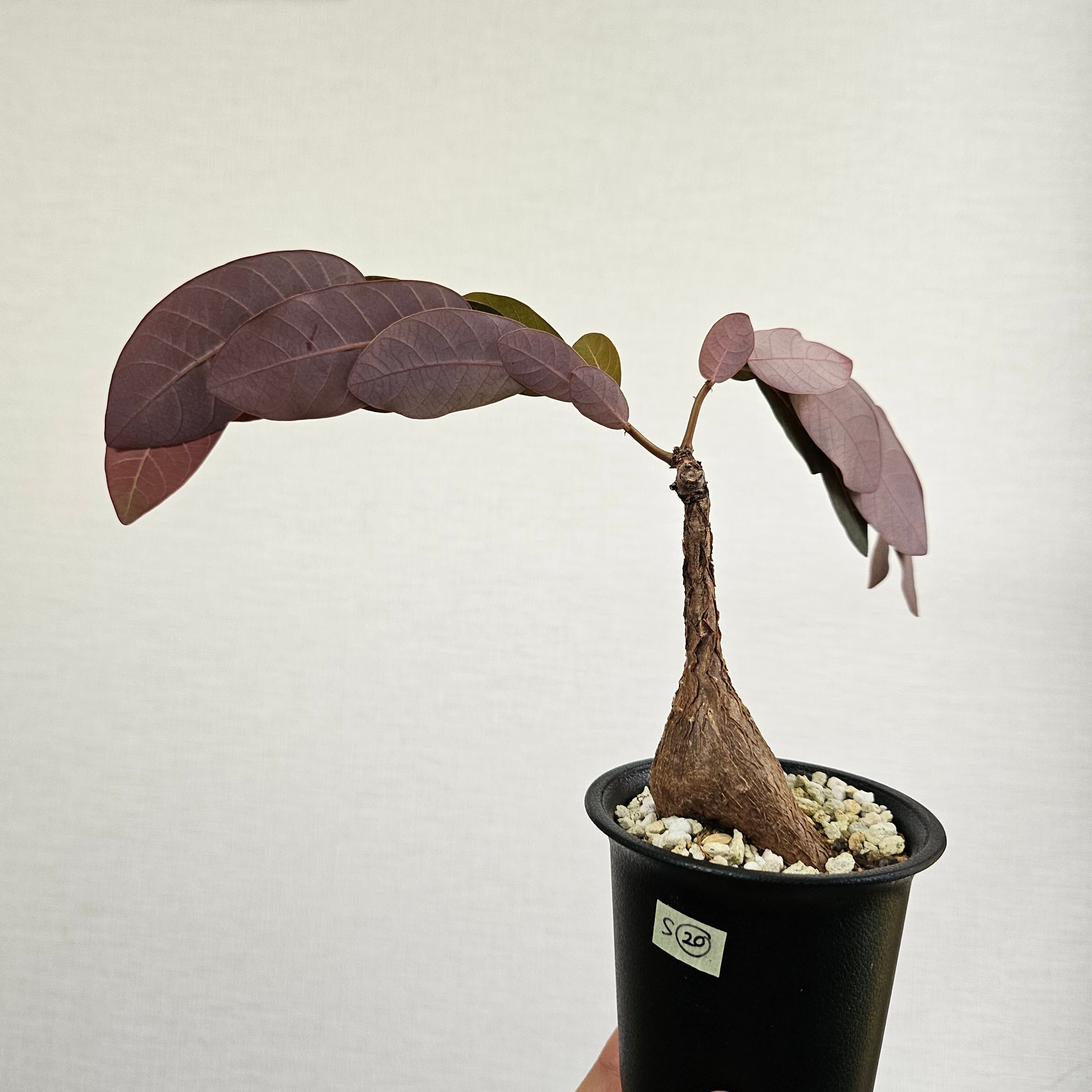 S20〚フィランサス・ミラビリス〛Phyllanthus Mirabilis 塊根植物 コーデックス ポット発送