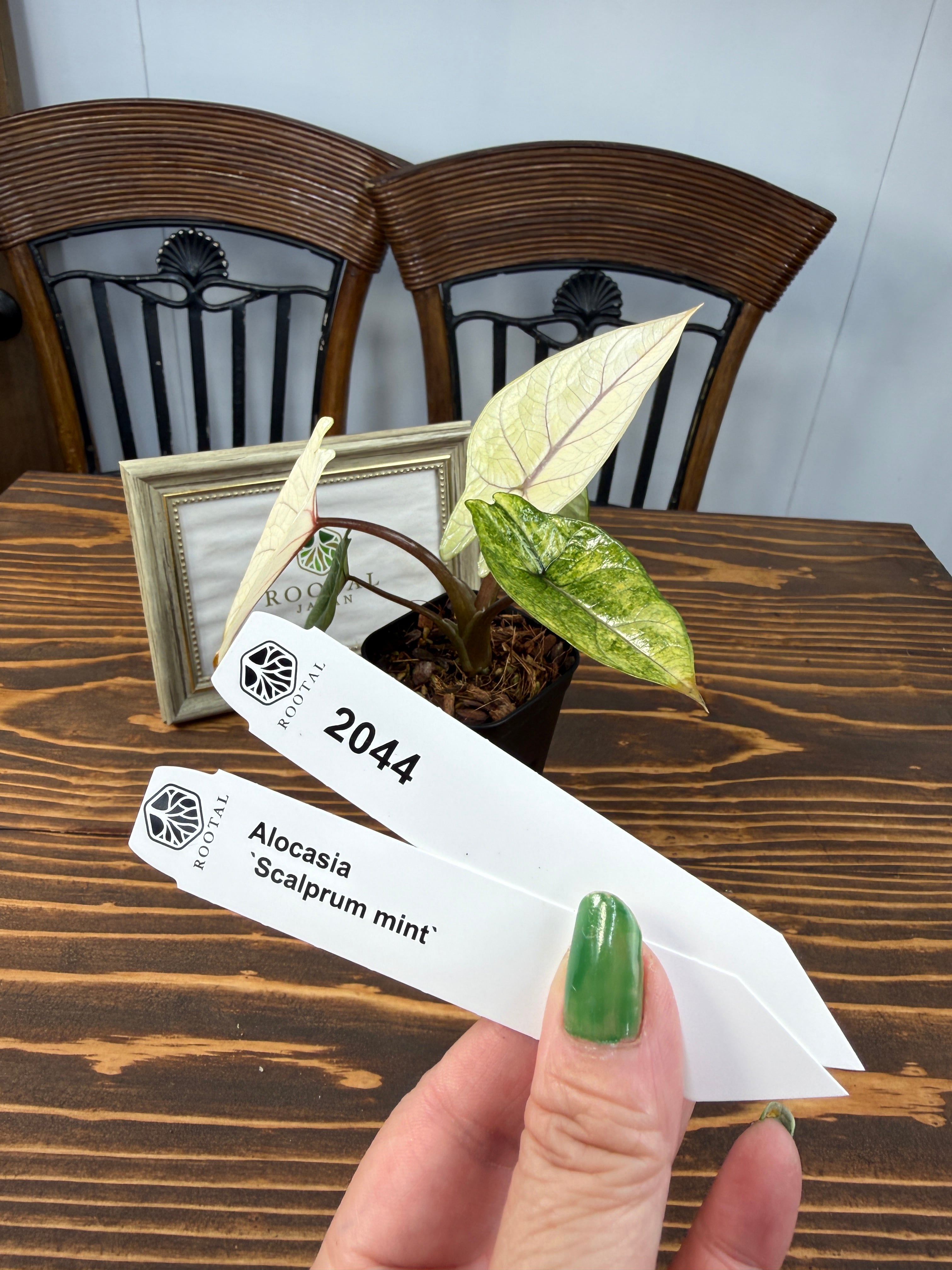 スカルプラム | ROOTALPLANTS