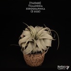 【送料無料】xerographica S〔エアプランツ〕現品発送T4068