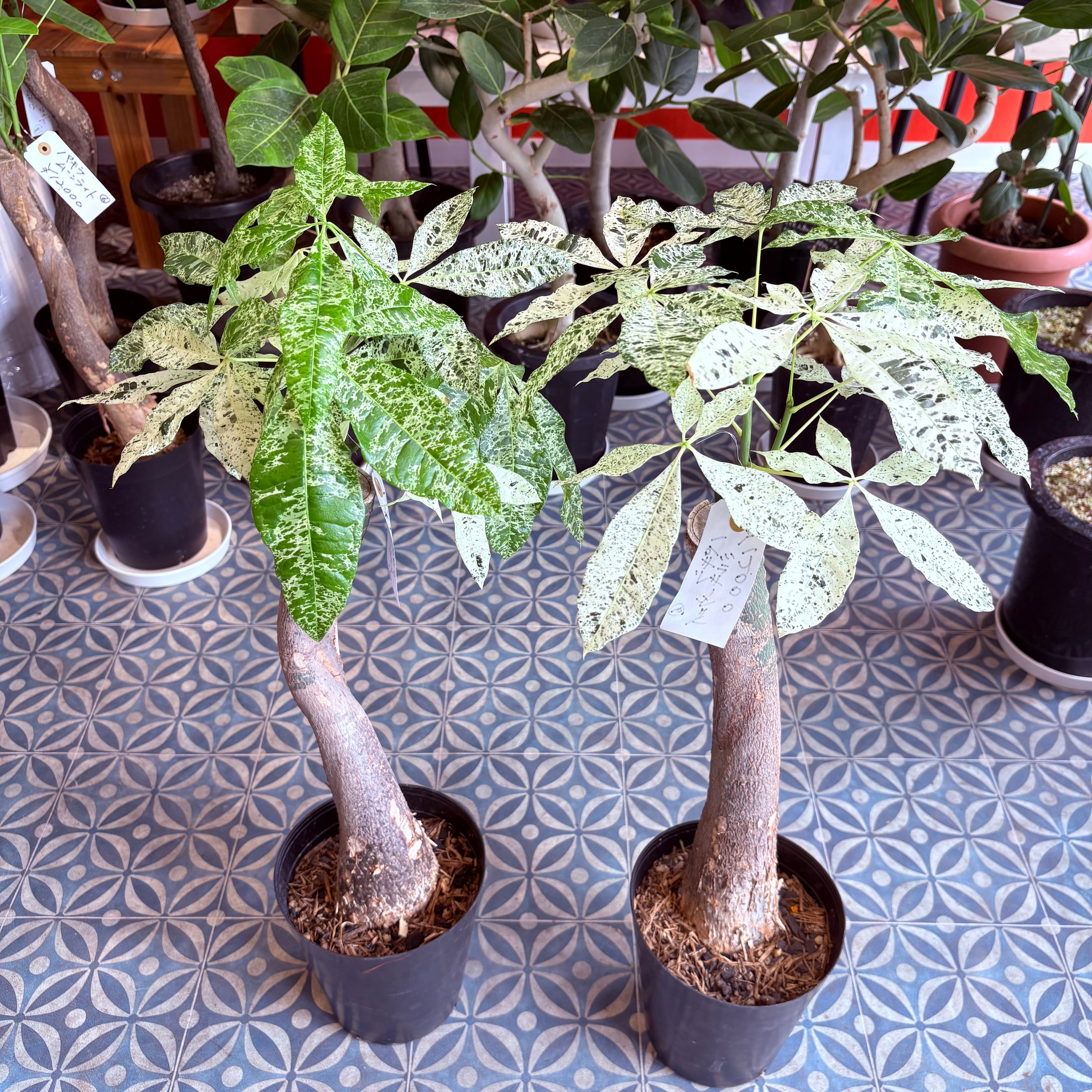 パキラ ミルキーウェイ 6号 | Green Vibes 宇都宮市の観葉植物専門店