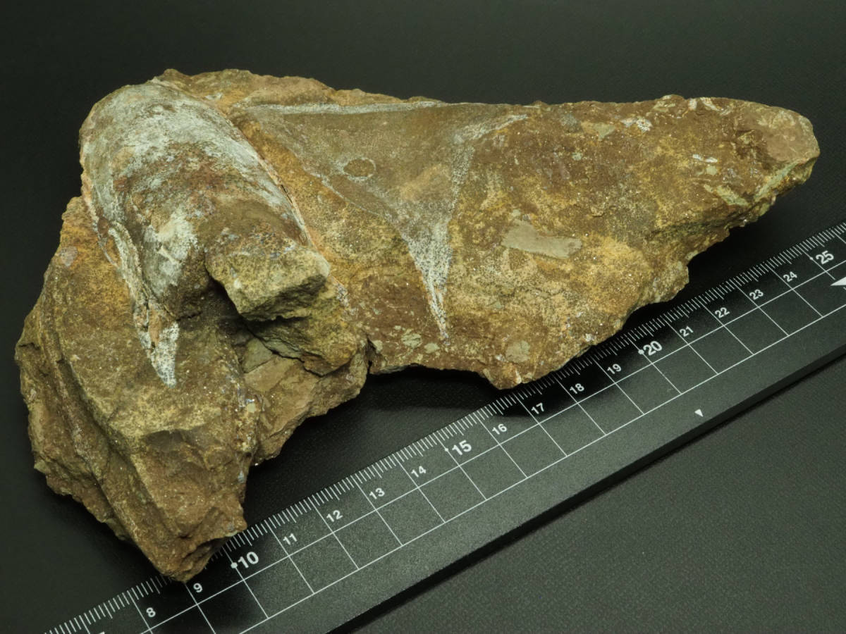 化石　A-14 化石 A-14 Kawasaki ZX14 - Montgomery Motorsports