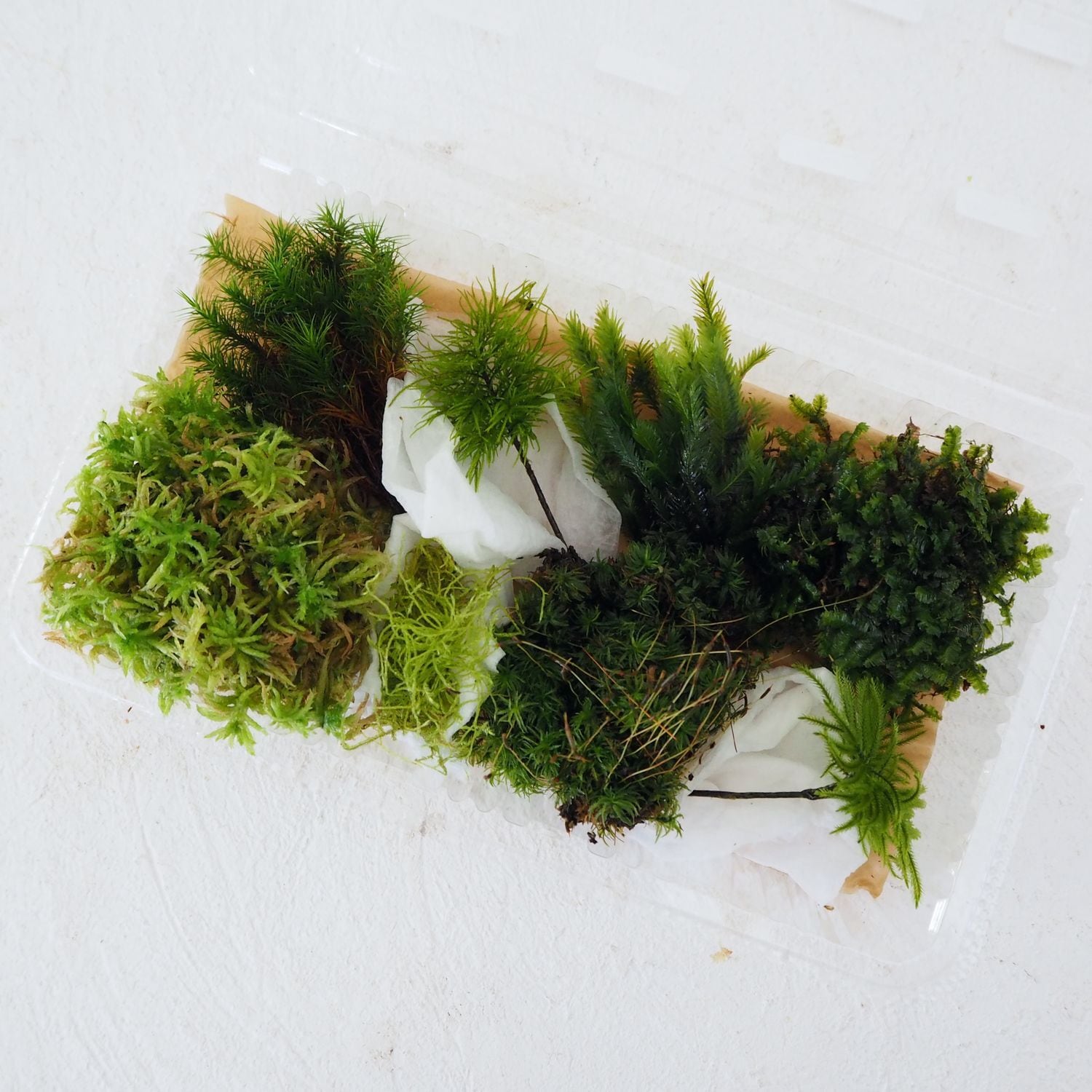 テラリウム作製用コケ たっぷり8種入りパック ◇種類指定可 | 苔