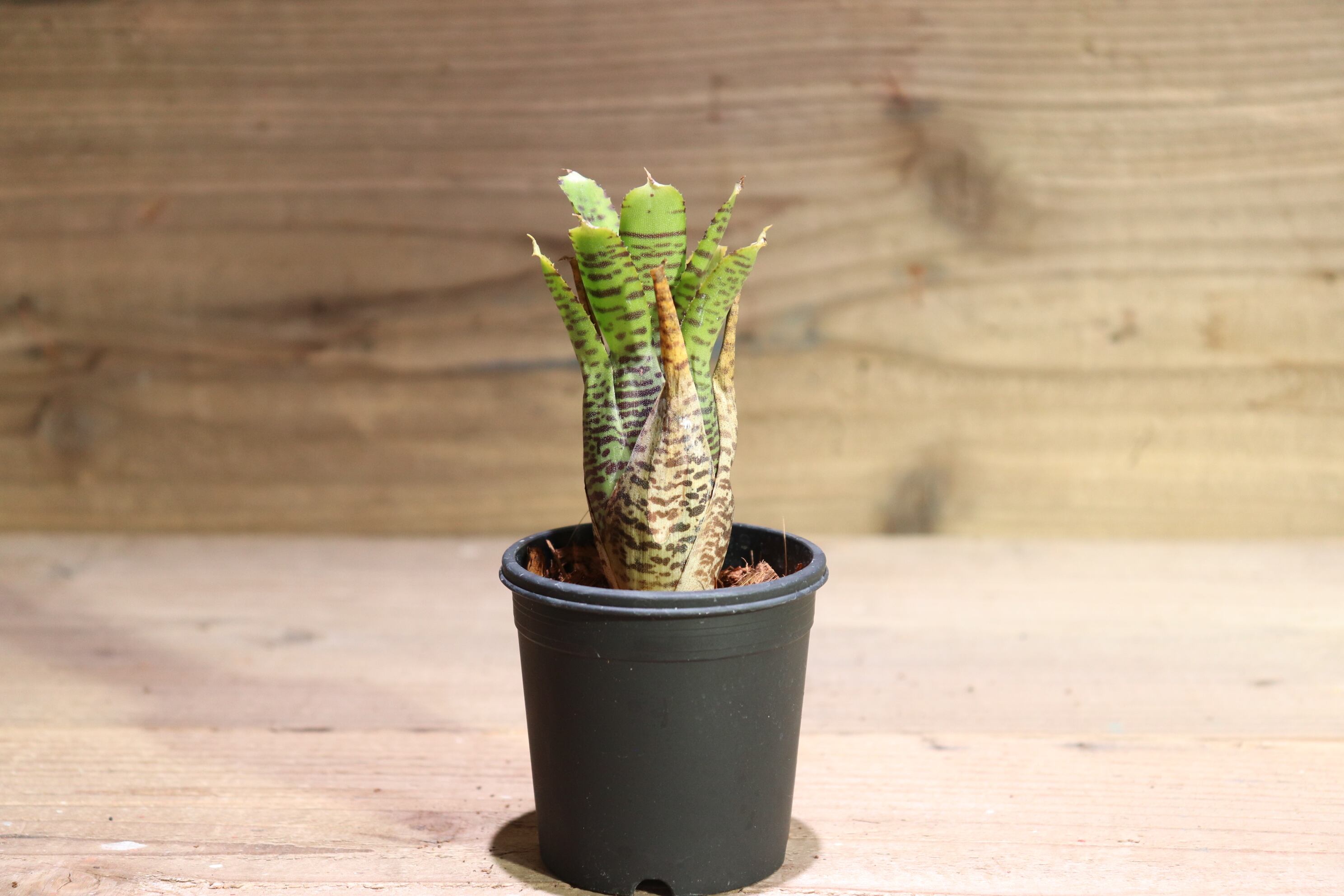 送料無料】Neoregelia punctatissima yellow form〔ネオレゲリア〕現品