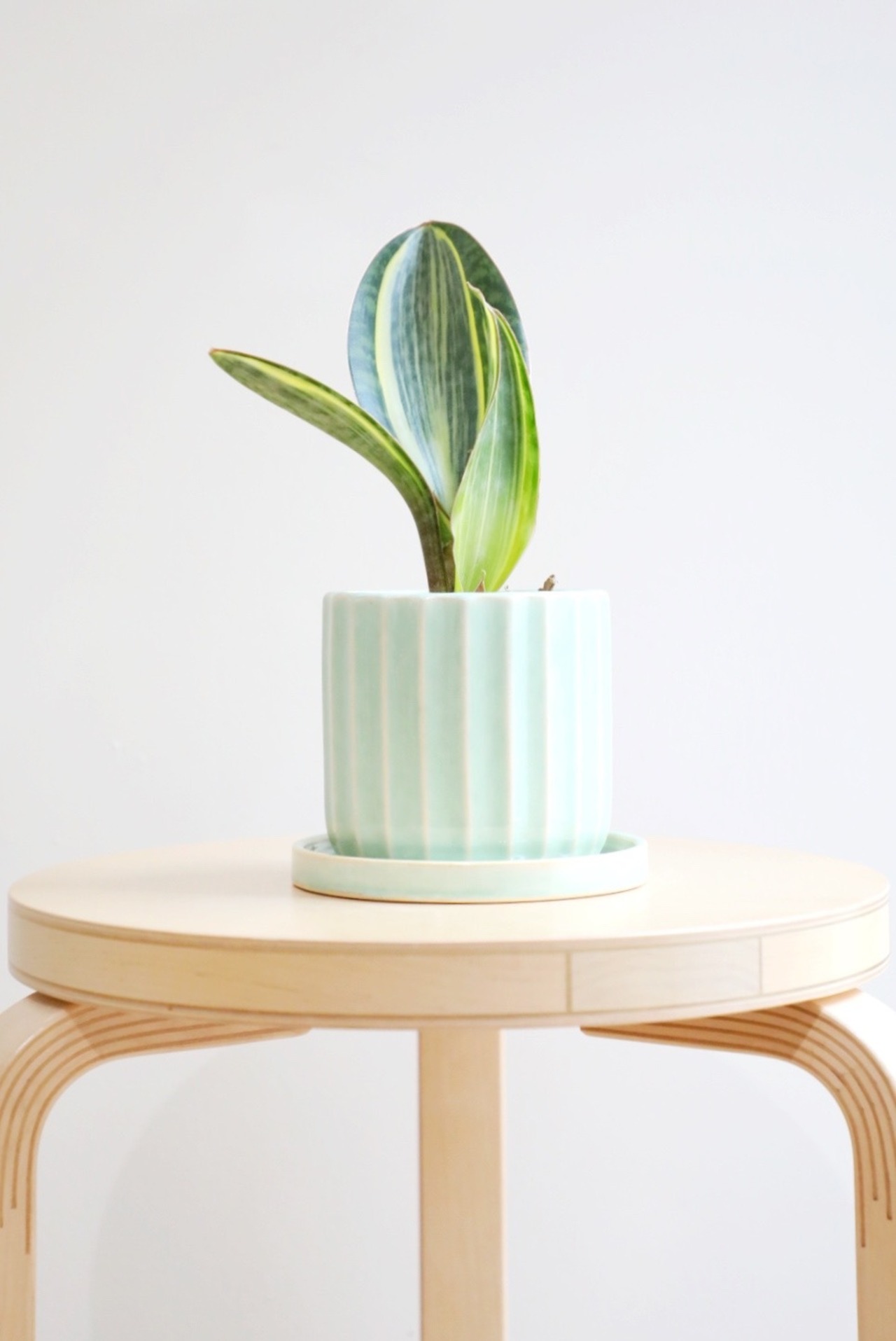 【M】【希少】サンスベリア マッソニアーナ斑入り/Sanseveria