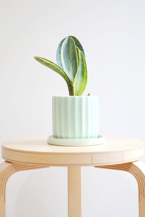 【M】【希少】サンスベリア マッソニアーナ斑入り/Sanseveria