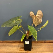 【クリアランス】アンスリウム　luxurians(red) × sp. aff. besseae【185】
