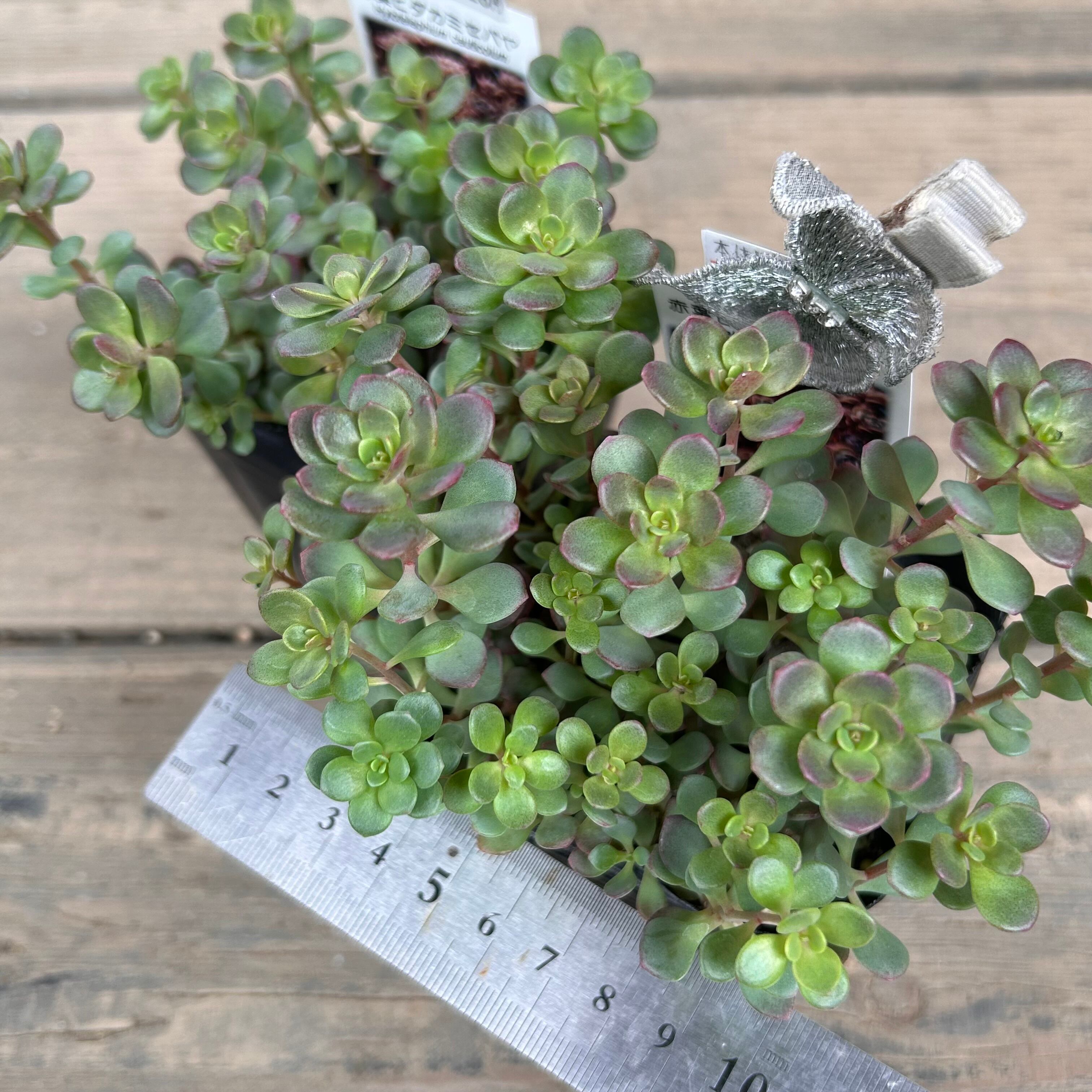 赤葉ヒダカミセバヤ | RuPo 多肉植物専門店