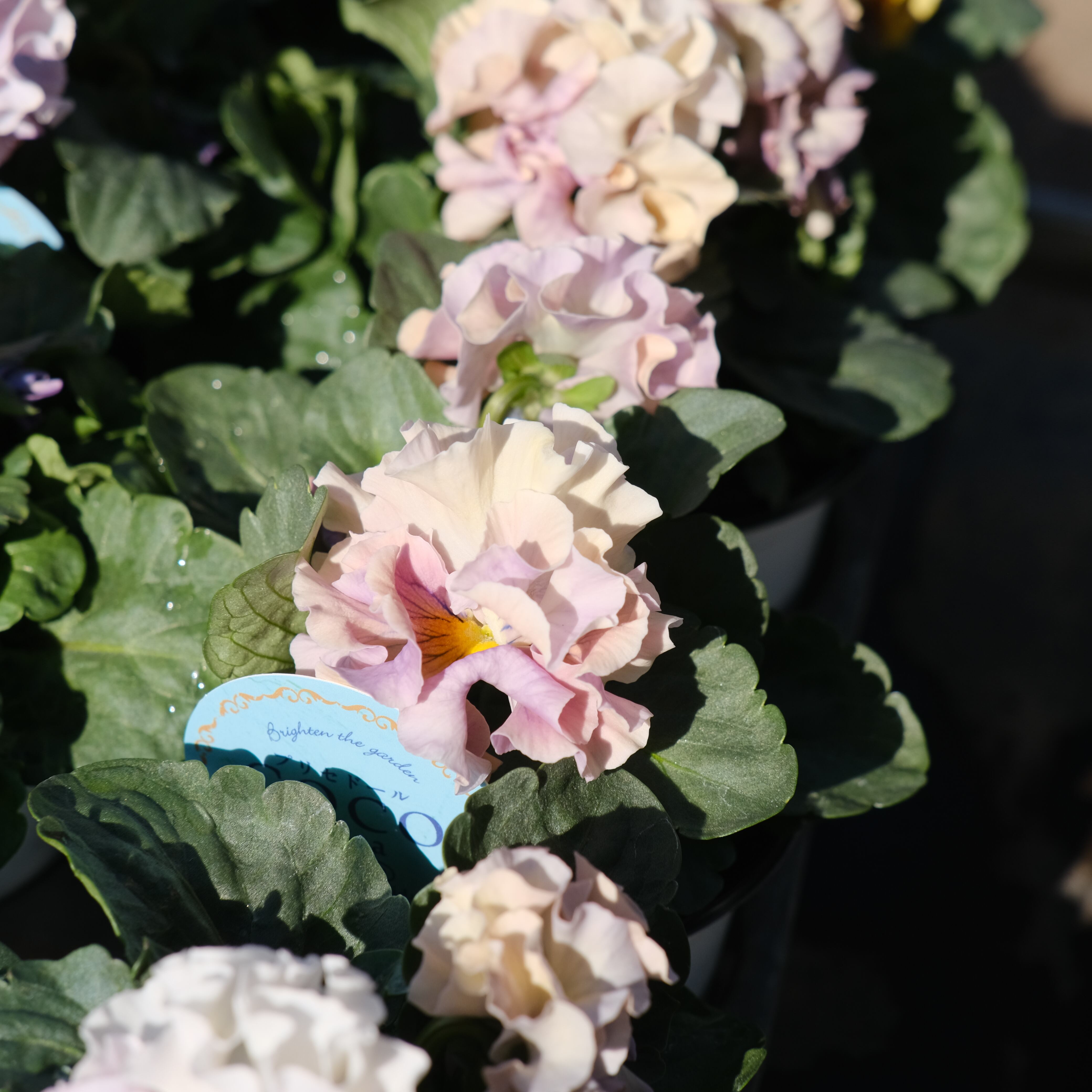 パンジー《 プリセドールCOCO ティアラ 》3苗セット | グリーン