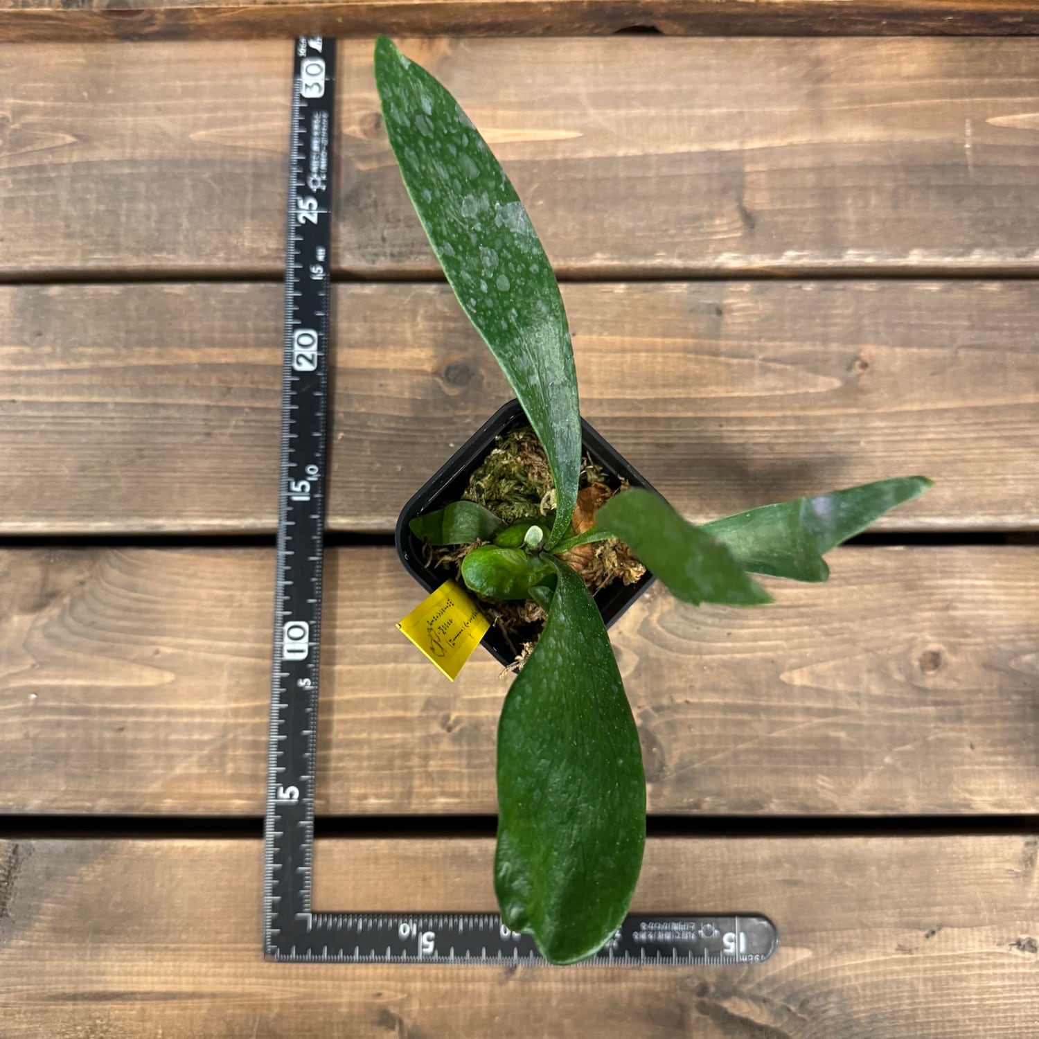 ビカクシダ Platycerium Moose(hillii × alcicorne)【154