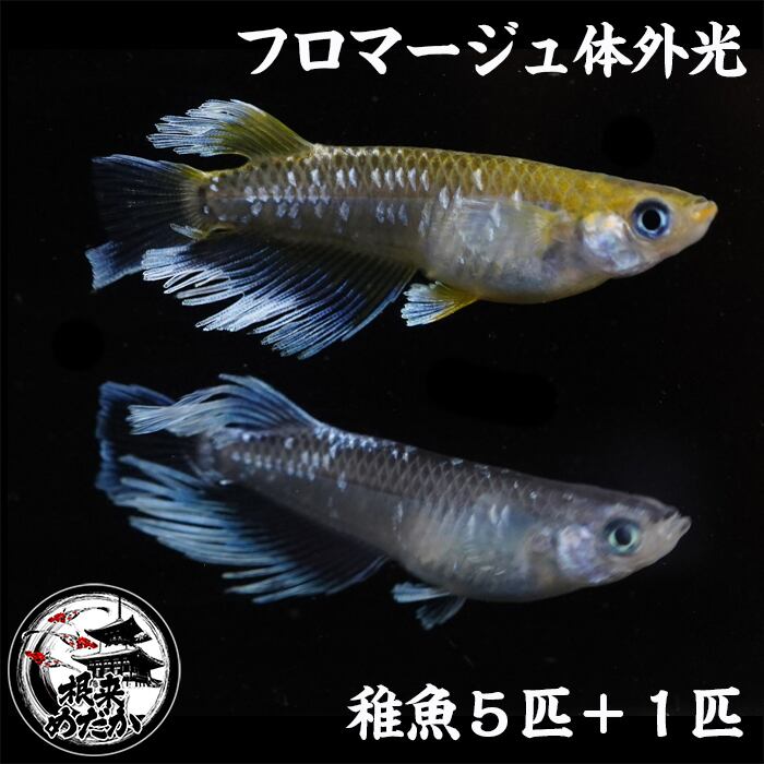 〖5匹＋補償1匹〗フロマージュ体外光 稚魚 1～1.5cm  無選別｜改良メダカ