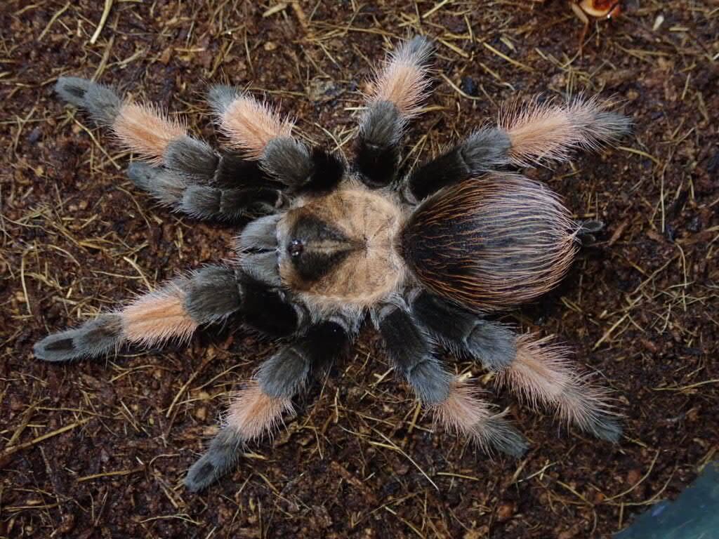 匿名配送【初売り】⑤REZA産　イラン　アガベ　Tarantula タランチュラ 匿名配送【初売り】⑤REZA産 イラン アガベ Tarantula タランチュラ