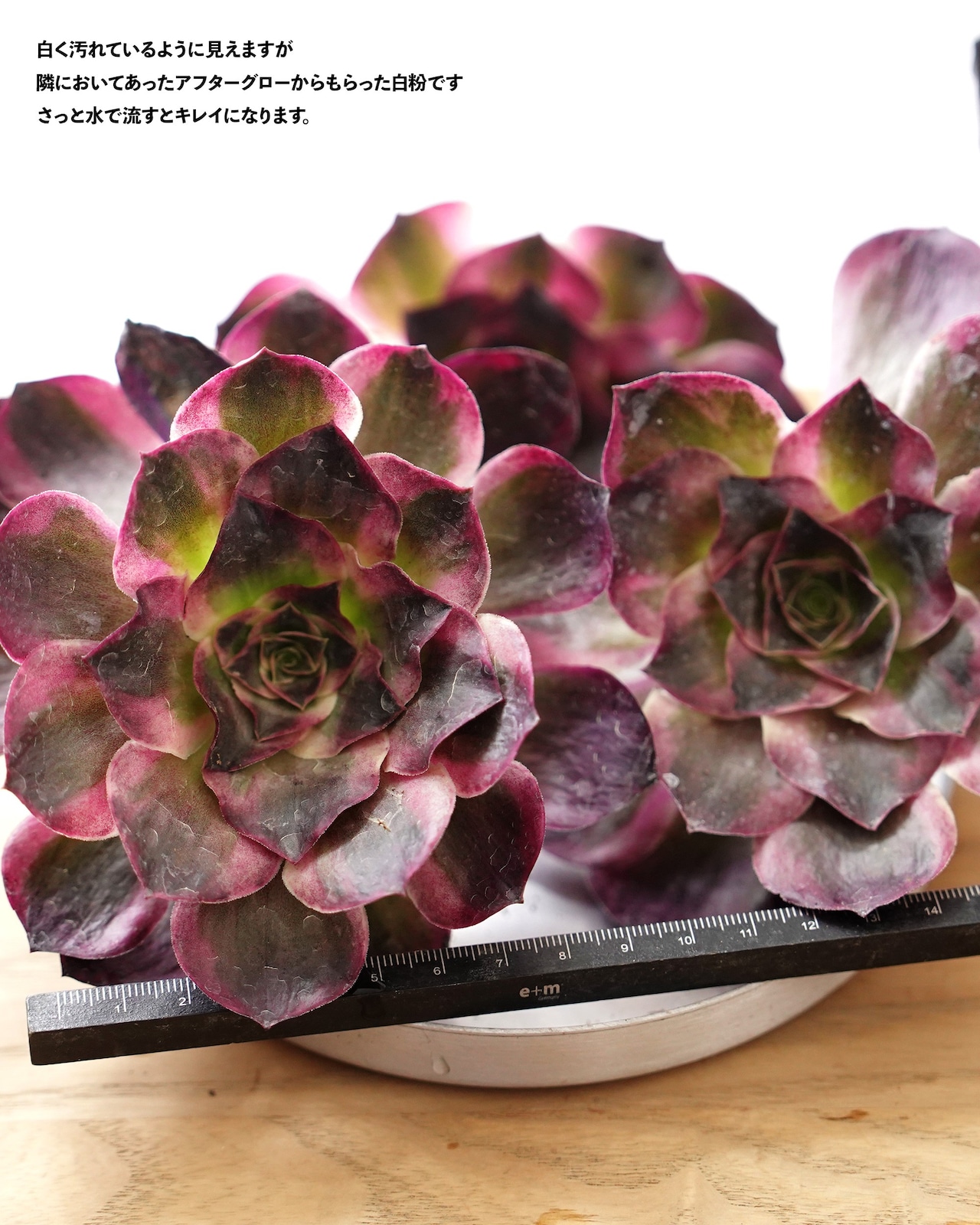 発根済カット苗 アエオニウム 魅金ローズ錦 L Aeonium 'Charm Golden Rose Variegated'