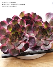 発根済カット苗 アエオニウム 魅金ローズ錦 L Aeonium 'Charm Golden Rose Variegated'
