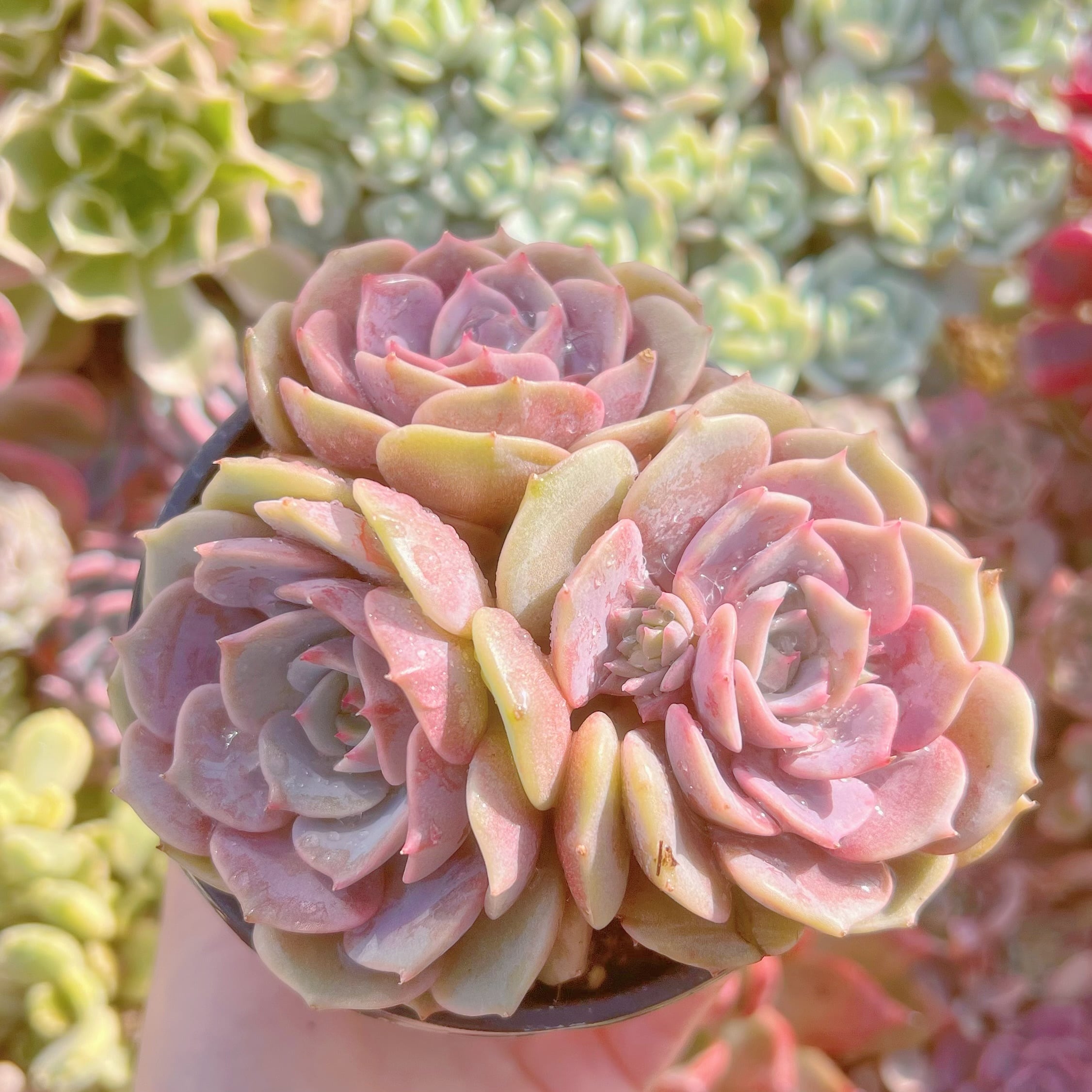 現品　ローラ#070　るる農園