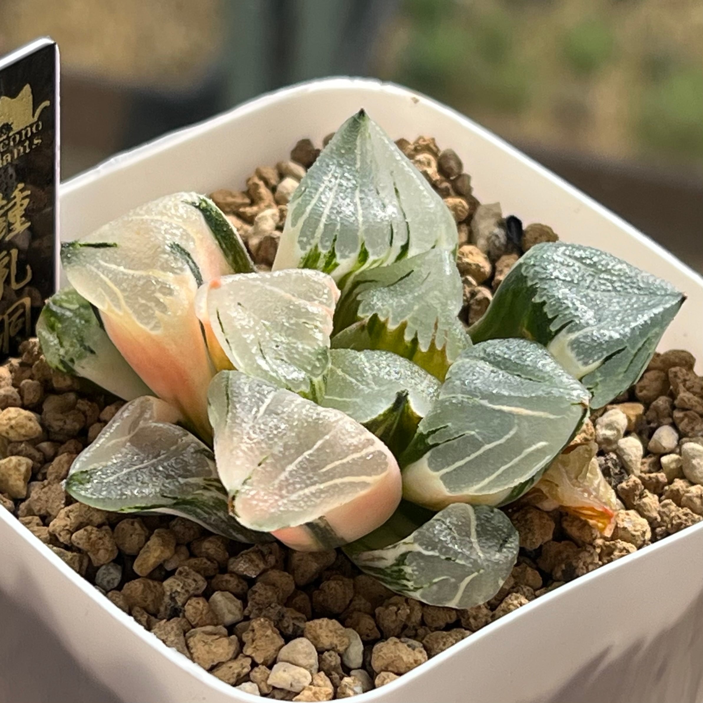 ハオルチア アトロフスカミュータント錦 | mocono_plants