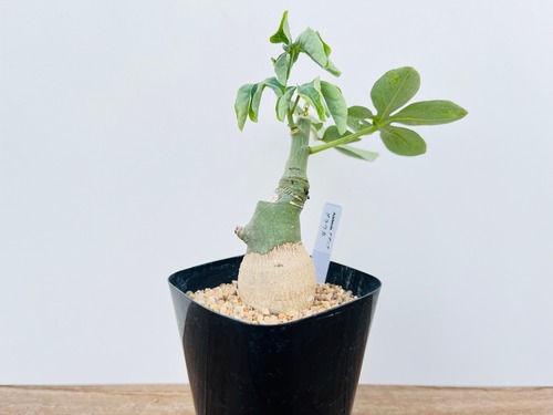 Adenia glauca　アデニア　グラウカ　多肉植物　塊根植物