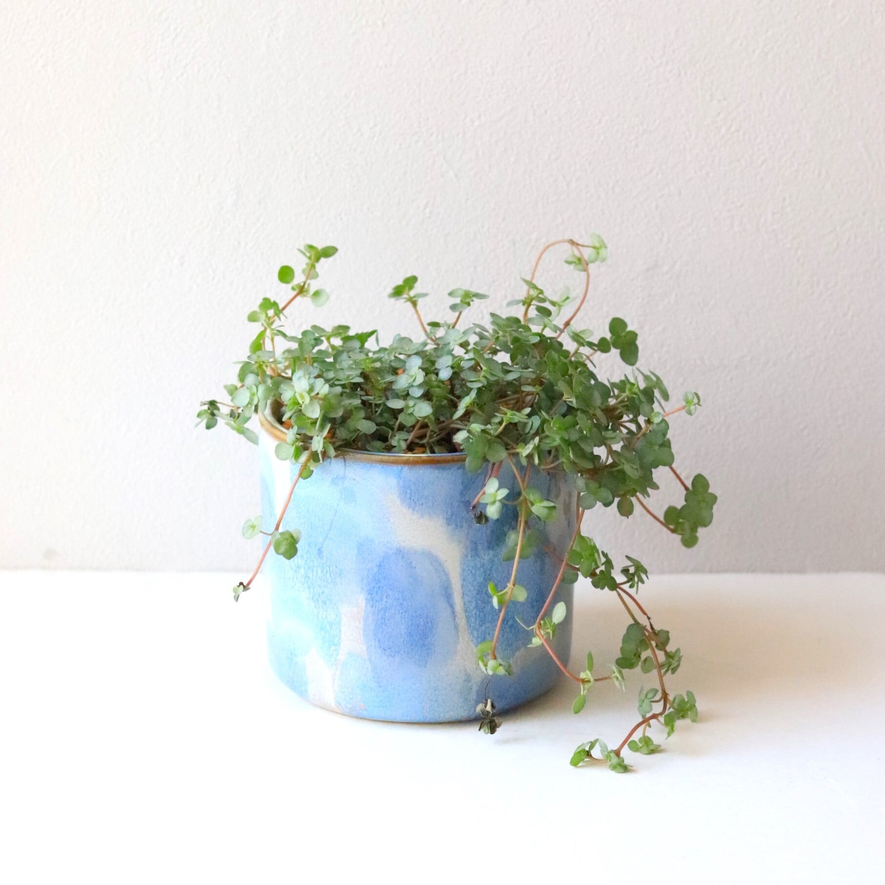 【グリーン】ペペロミア