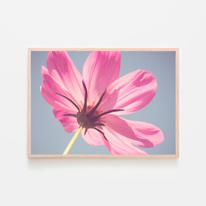 ピンク色の花 / アートポスター 写真 2L〜 カラー アートプリント 横長 自然 花 フラワー ピンク 花びら