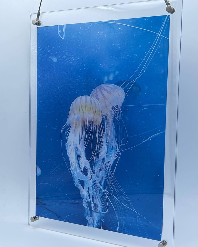 Jellyfish #3