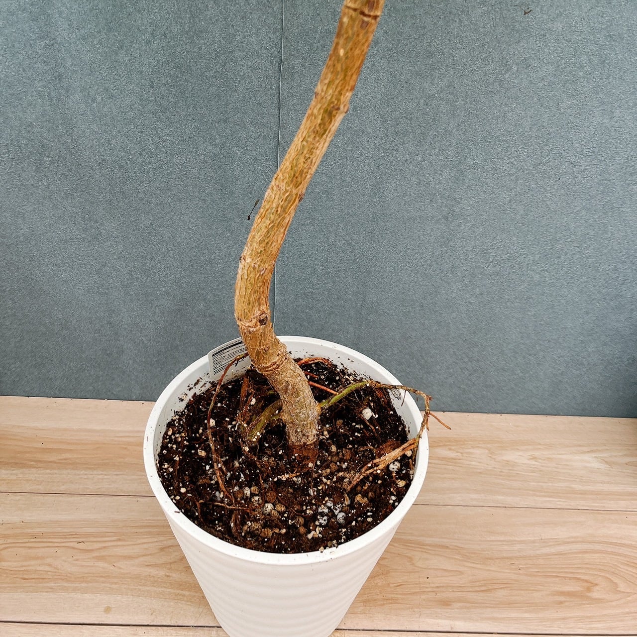 現品］【珍しい】31番 フィカス エベレスト 曲がり 7号 観葉植物 室内