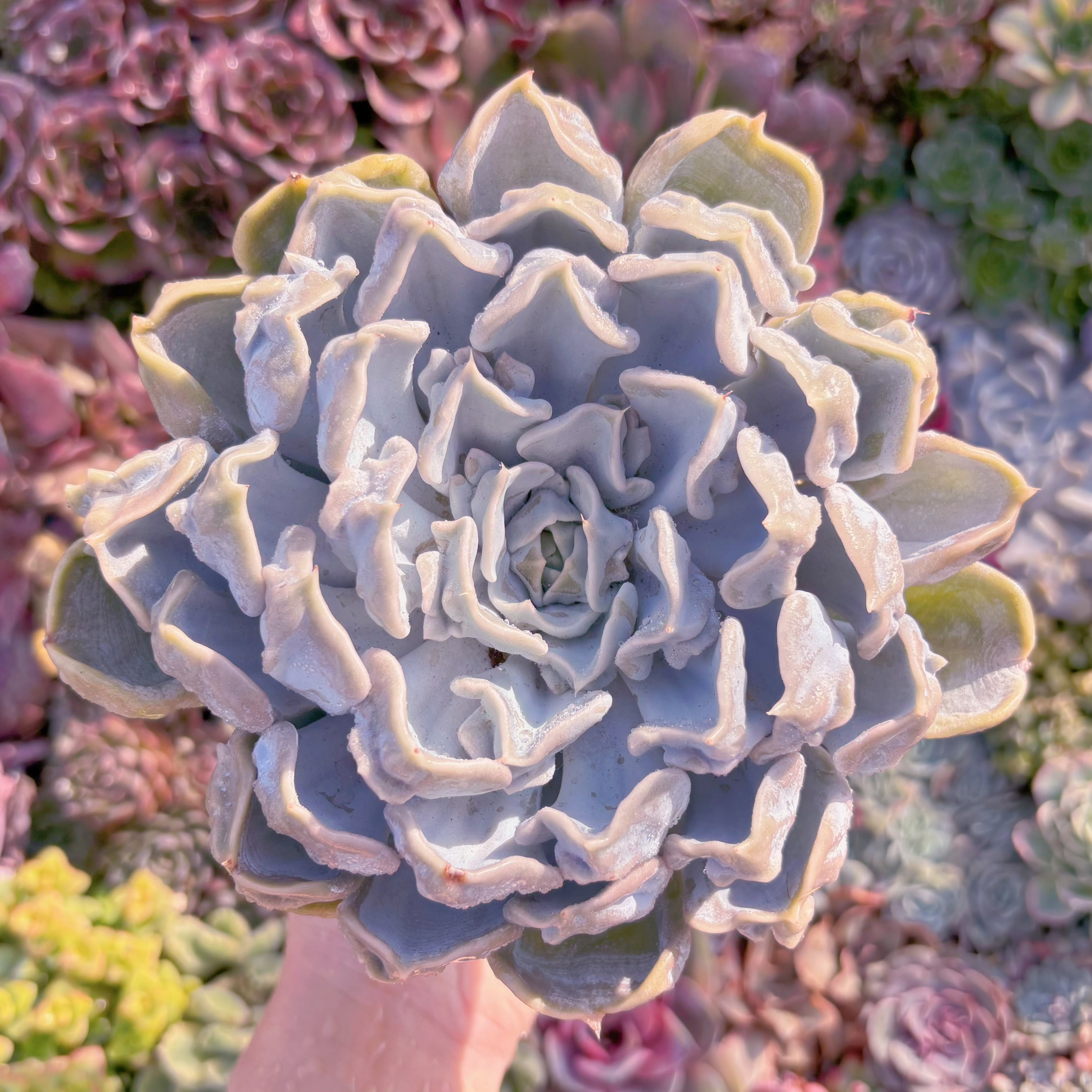 現品　スリラーパール#A026　大苗　新入荷　るる農園