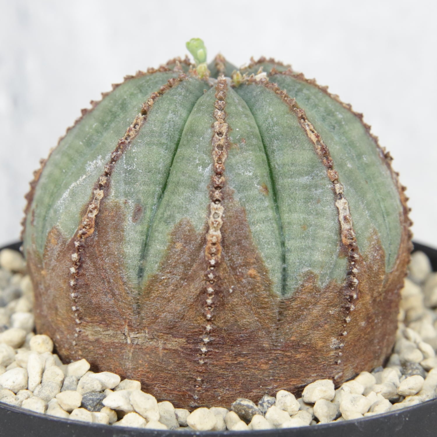 美模様 木質化 まん丸 オベサ / ユーフォルビア | LIGHTHOUSE.PLANTS