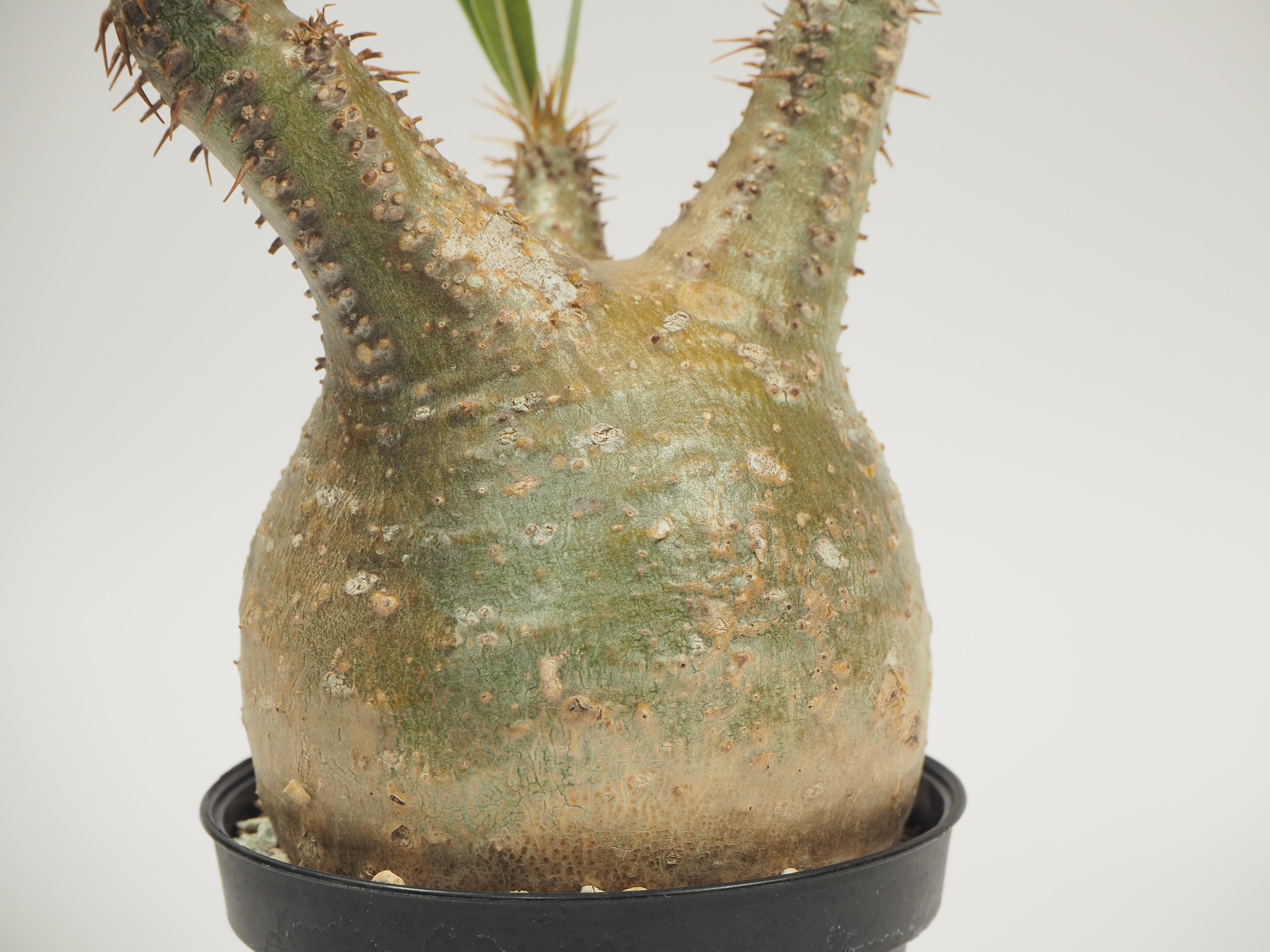 パキポディウム☆グラキリス　まん丸かちかちボディ pg-07 Pachypodium gracilius パキポディウム グラキリス 《カチカチ