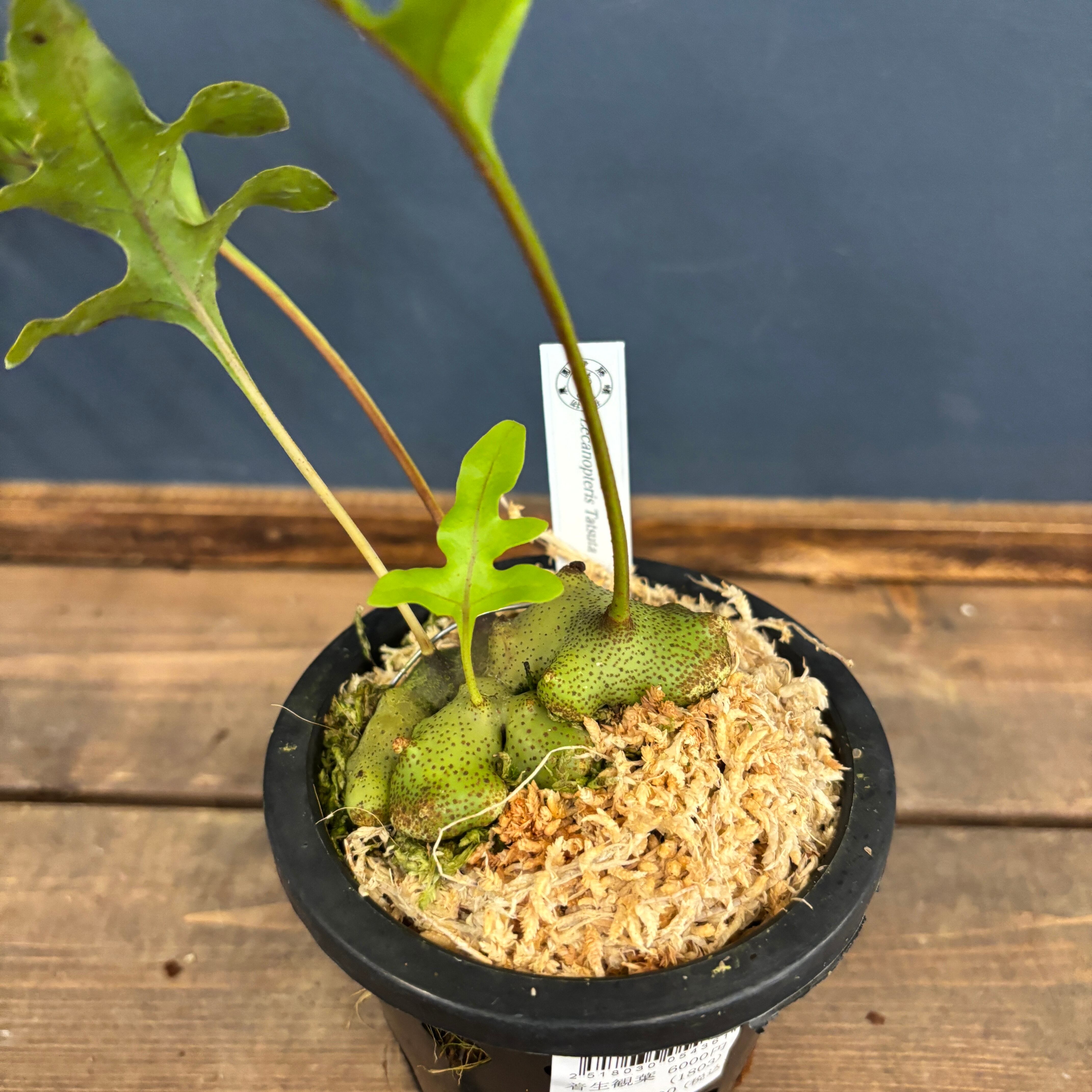 PROTOLEAF プロトリーフ