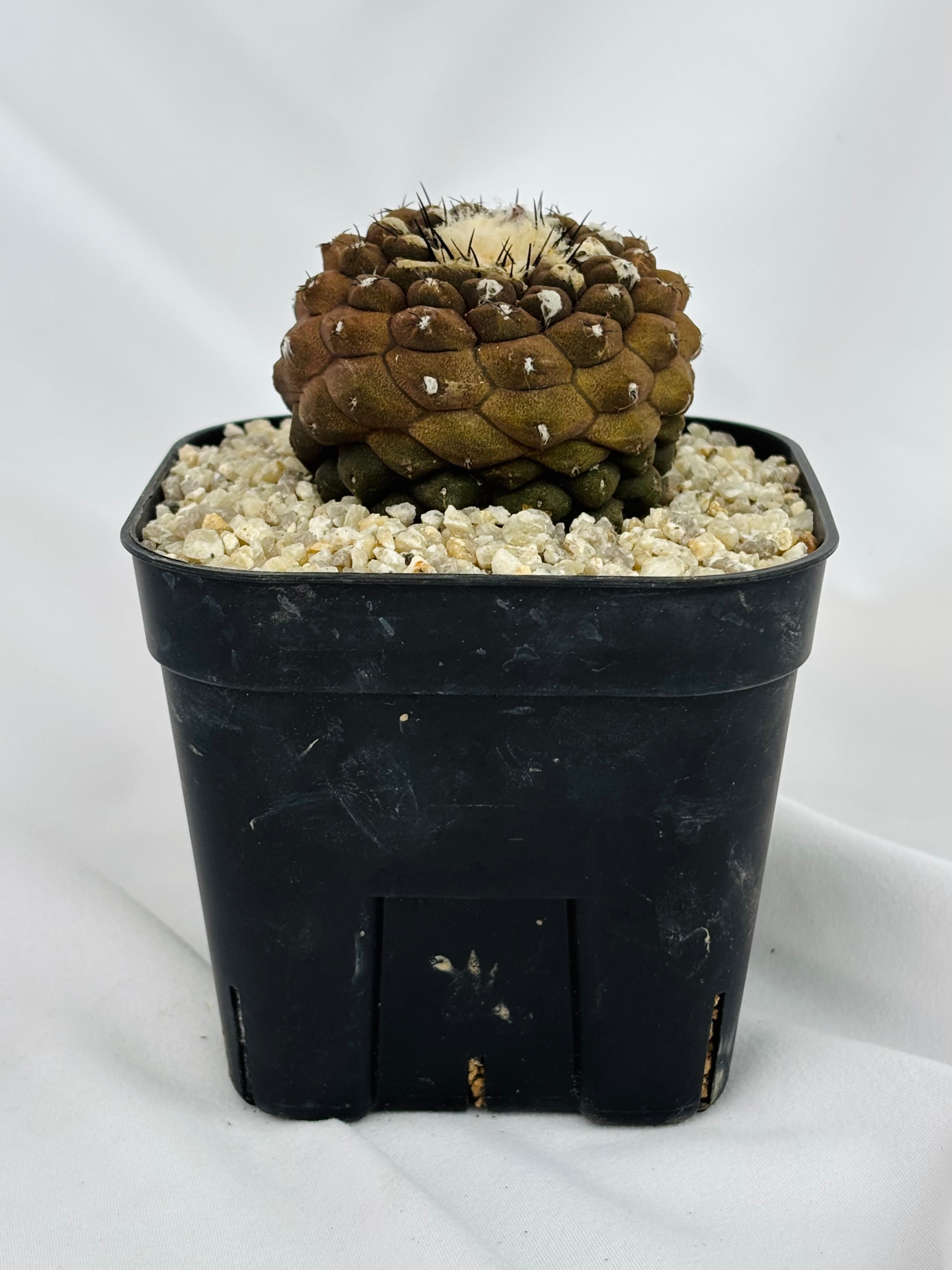 Copiapoa hypogaea コピアポア ヒポガエア サボテン | plants MARU