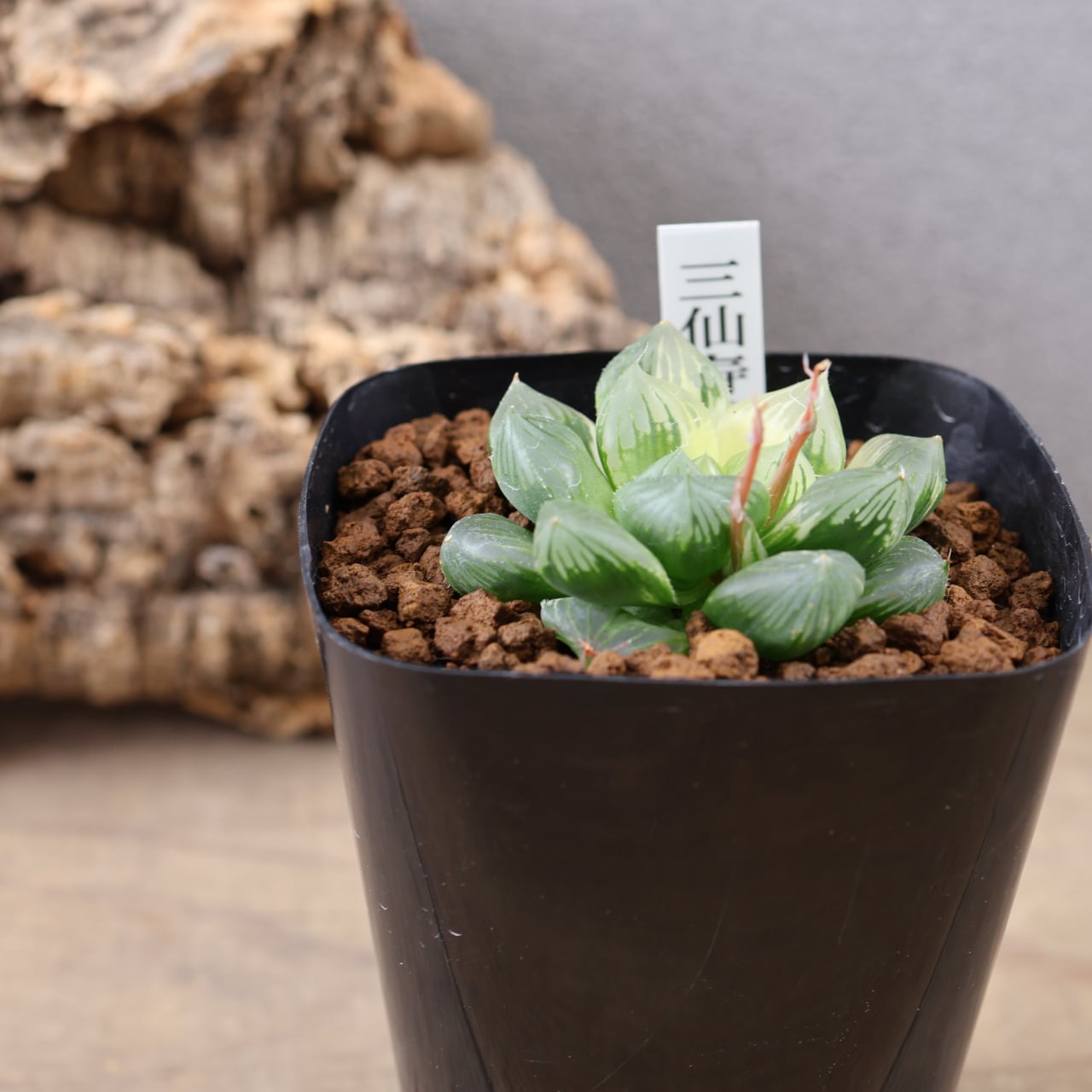 635『ハオルチア 三仙寿錦』観葉植物【送料無料】 | MARX PLANTS