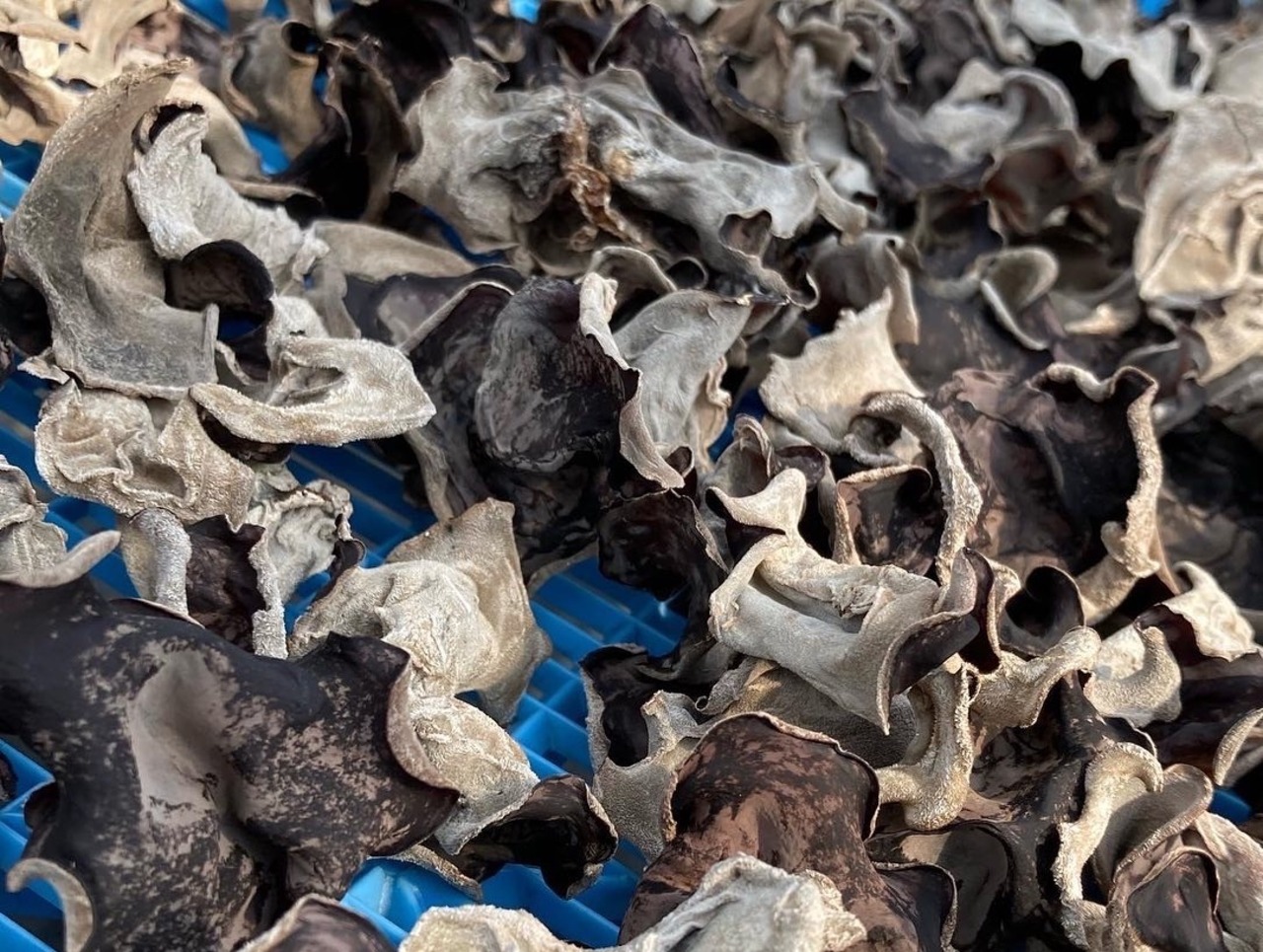 さぬきくらげ　冊30g　（乾燥きくらげ / 短冊タイプ）・画像3