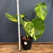 モンステラ　ボルシギアナ　オーレア(黄斑)【1008】