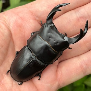 【希少産地・新成虫】京都府宇治市産オオクワガタペアF2個体（♂73mm） #684011